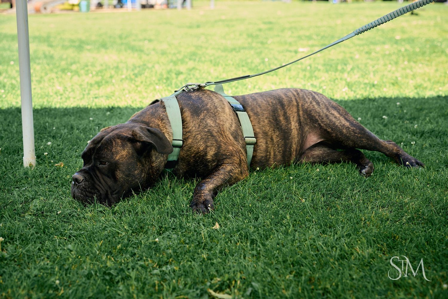 Brindle boxer dog wearing a green harness resting on lush grass in a park, attached to a leash.