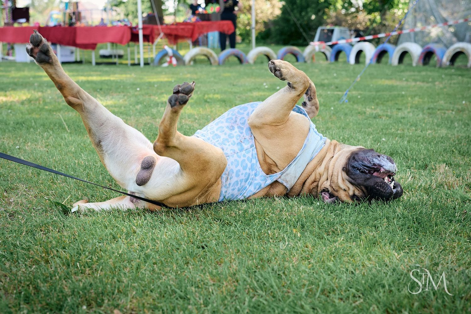 A large Mastiff dog wearing a blue floral dress rolling playfully on green grass at an outdoor event.
