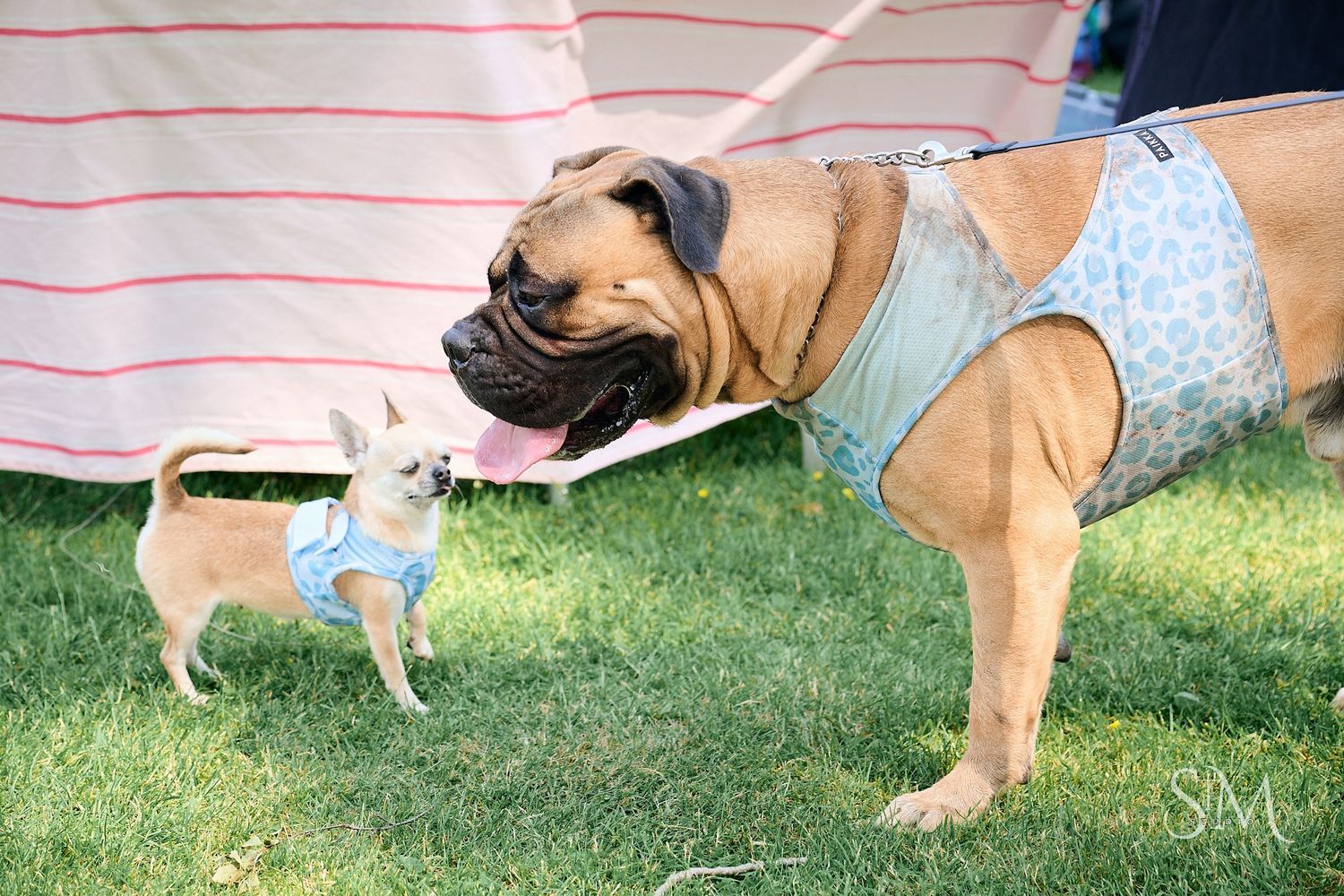 A large boxer dog and tiny chihuahua both wearing blue harnesses face each other on green grass outdoors.