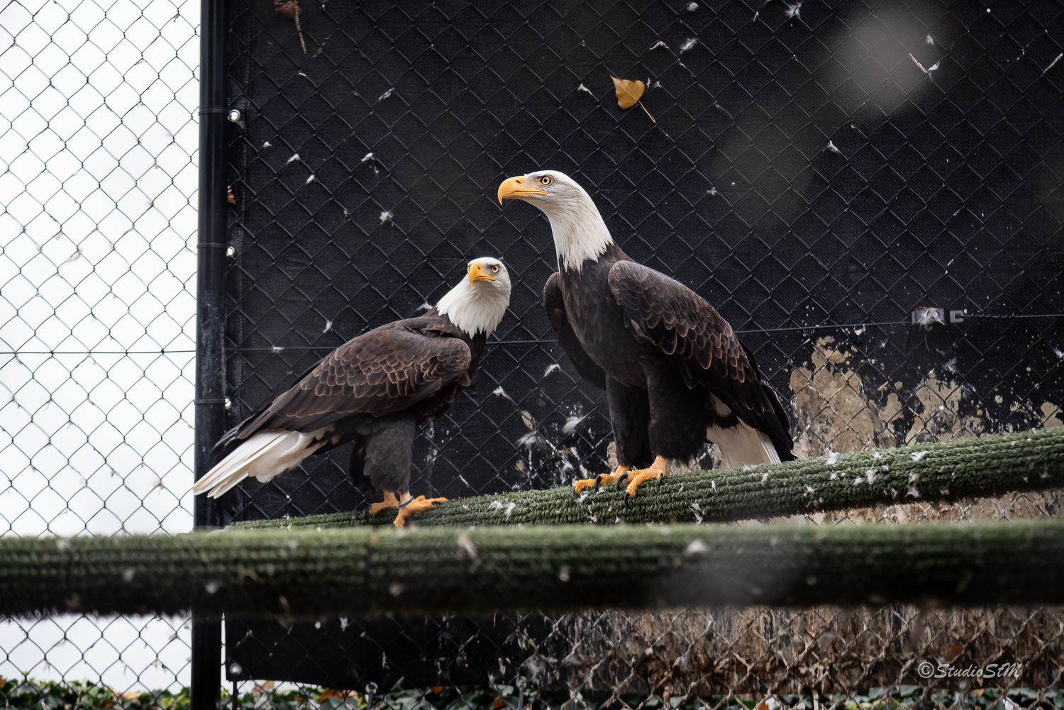 Two bald eagles perched on a log inside an enclosure during snowfall, showcasing their white heads and brown plumage.