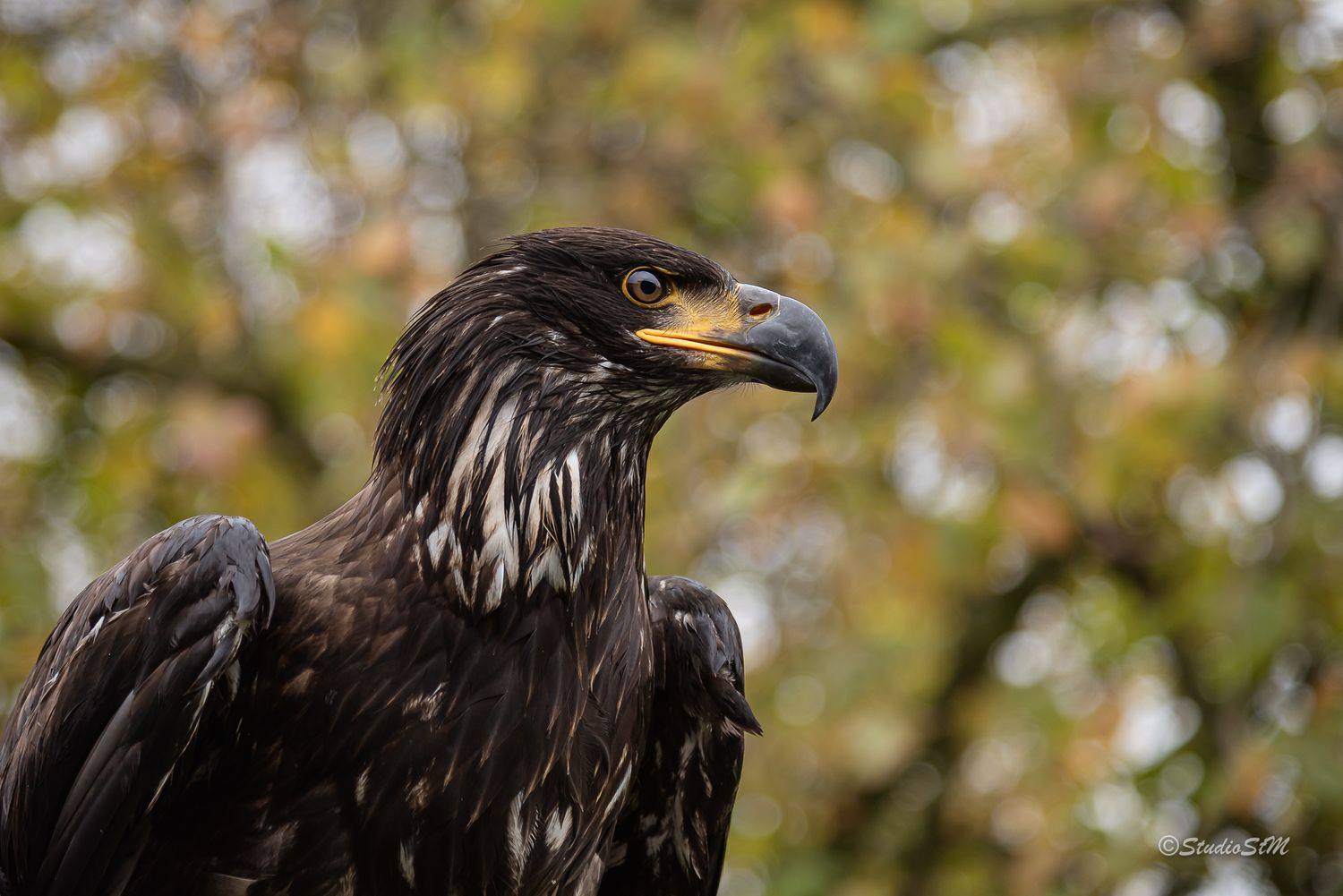Close-up portrait of a juvenile bald eagle with brown plumage and yellow beak against a blurred autumn foliage background.