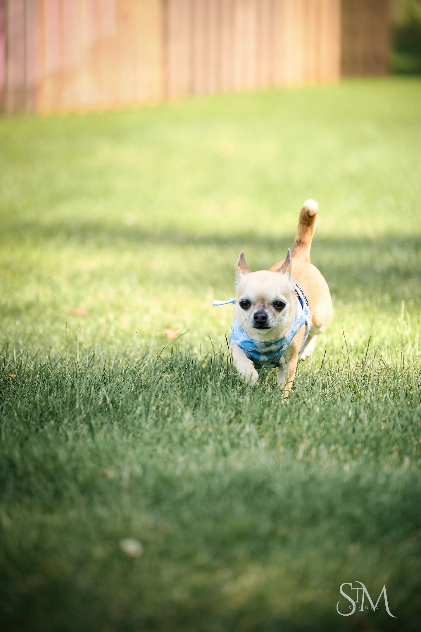 A small Chihuahua wearing a blue shirt runs across a lush green lawn in a backyard.