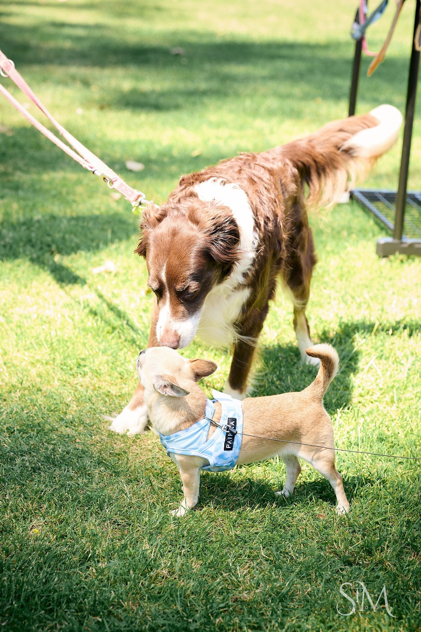 A large brown and white dog on a leash sniffs a small Chihuahua wearing a blue harness on green grass.