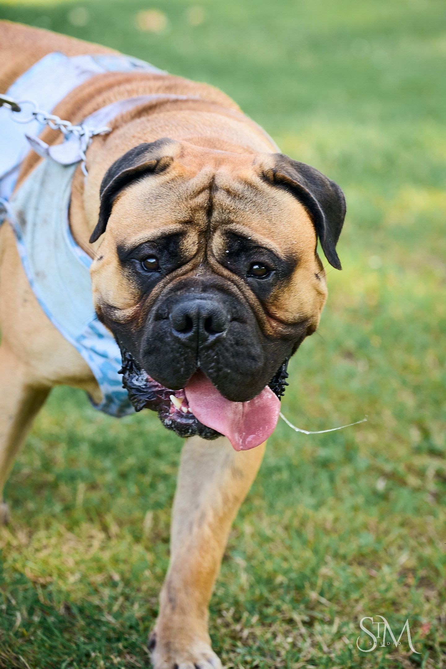 A fawn Bullmastiff dog with a wrinkled face, pink tongue out, wearing a harness, standing on green grass.