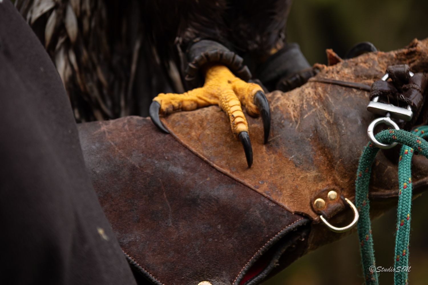 Close-up of a golden eagle's sharp talons gripping a falconer's worn leather glove during a falconry display.