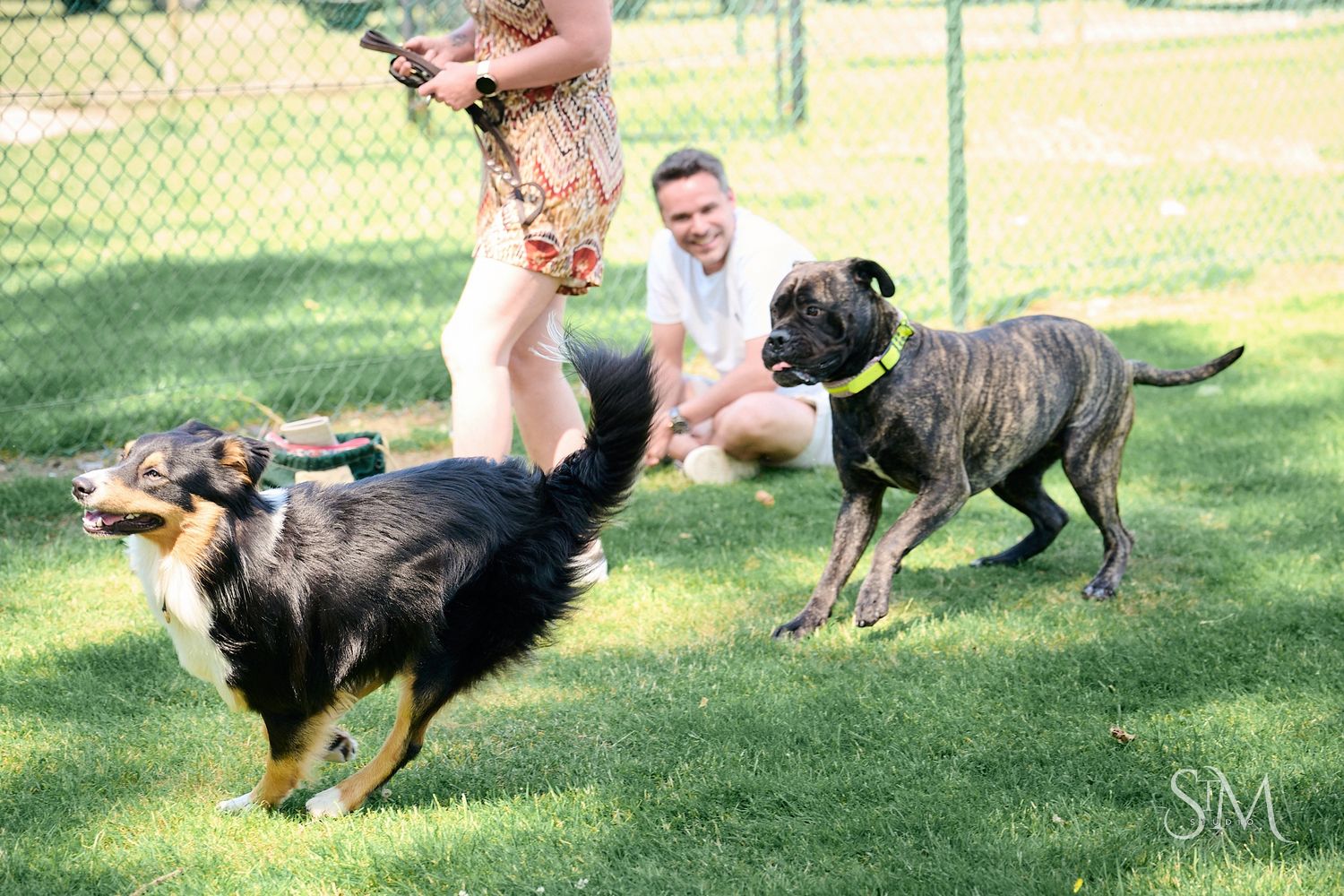 Two dogs playing in a fenced dog park while a smiling man watches on a sunny day.