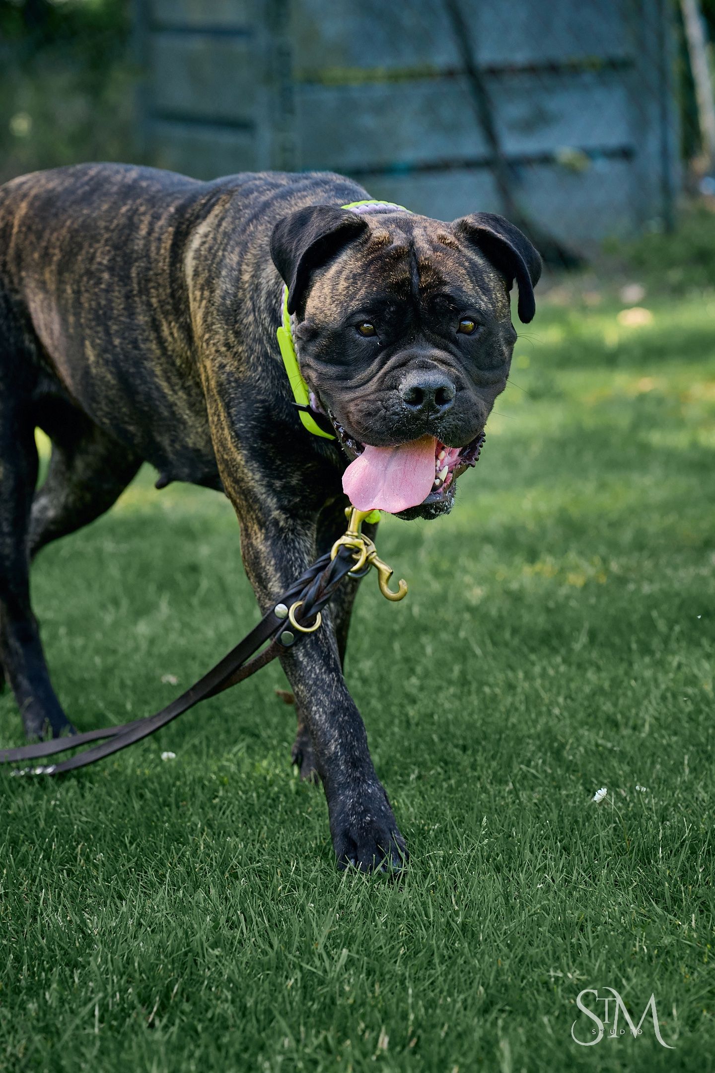 Brindle Boxer dog with green collar and leash running on grass with tongue out.