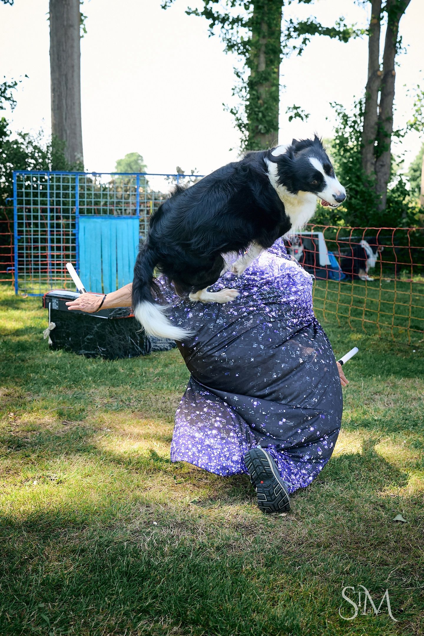 A black and white Border Collie leaps over a kneeling person in a purple outfit during an outdoor dog agility event.