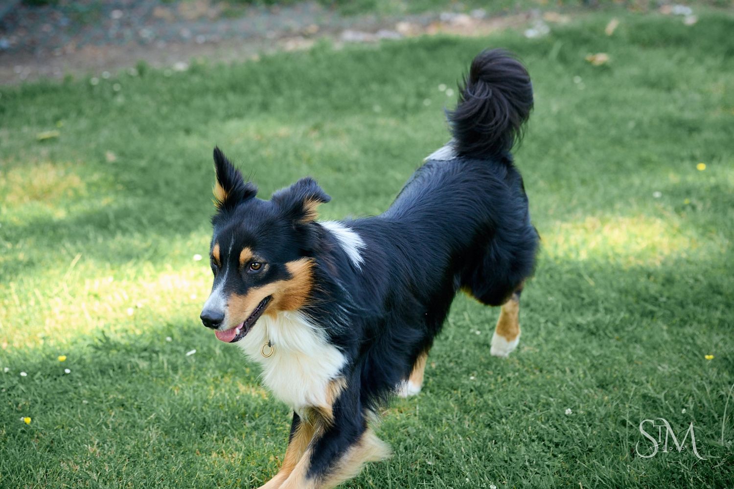 A tricolor Border Collie dog runs playfully across a lush green grass lawn.