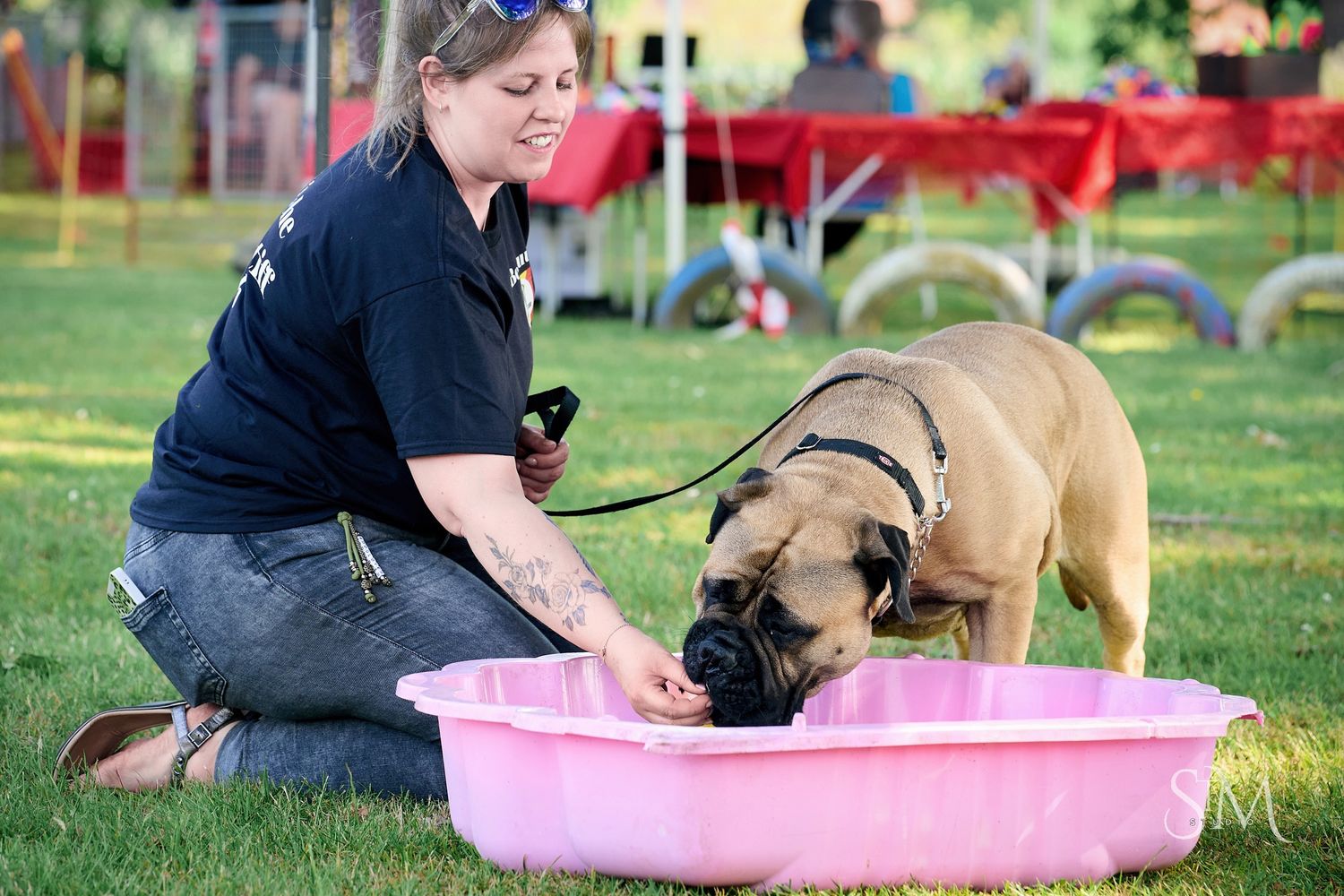 Woman kneeling on grass helping large tan Bullmastiff dog drink from pink plastic kiddie pool outdoors.