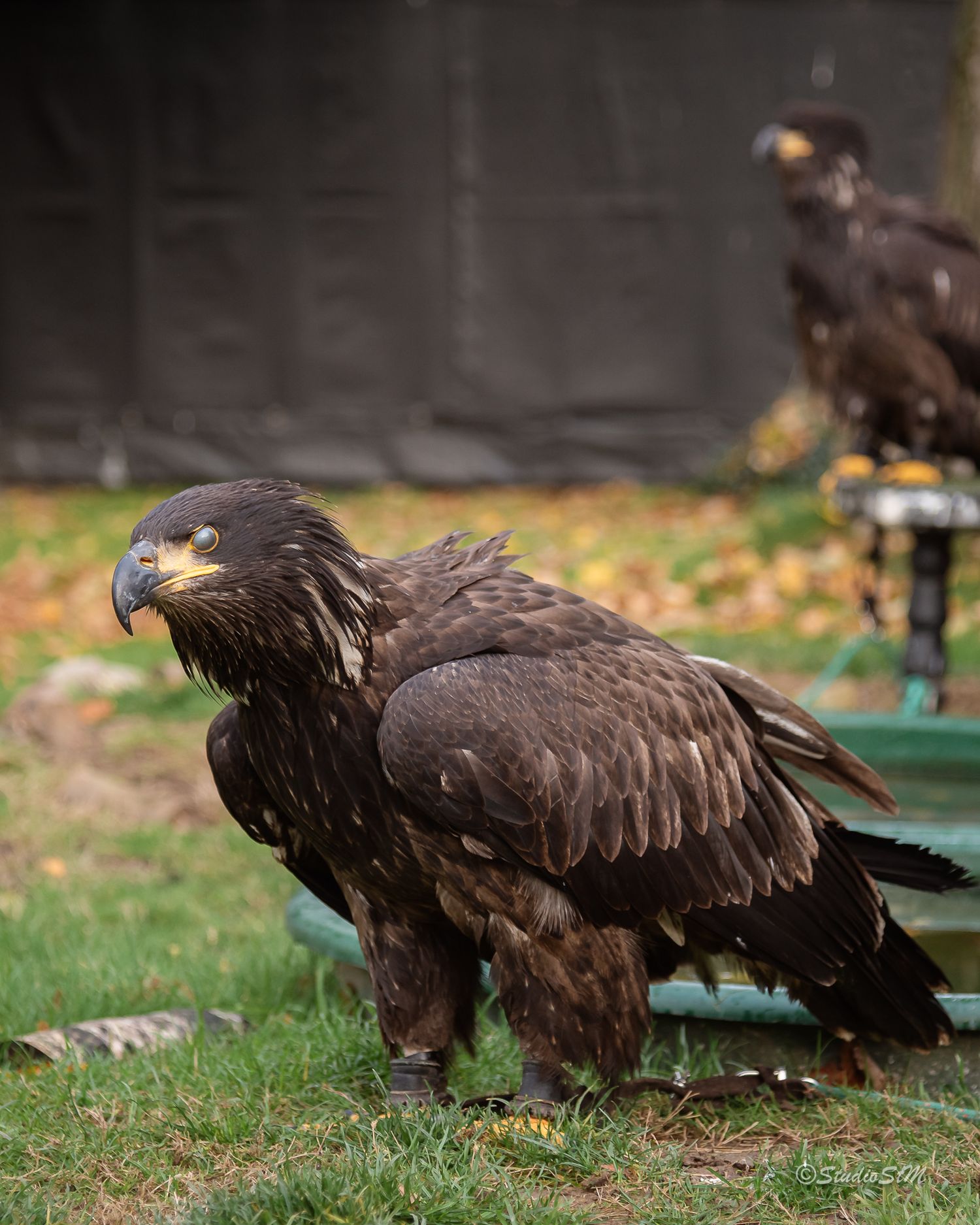 Two golden eagles perched on green stands in a grassy outdoor setting, showcasing their dark brown plumage and sharp beaks.