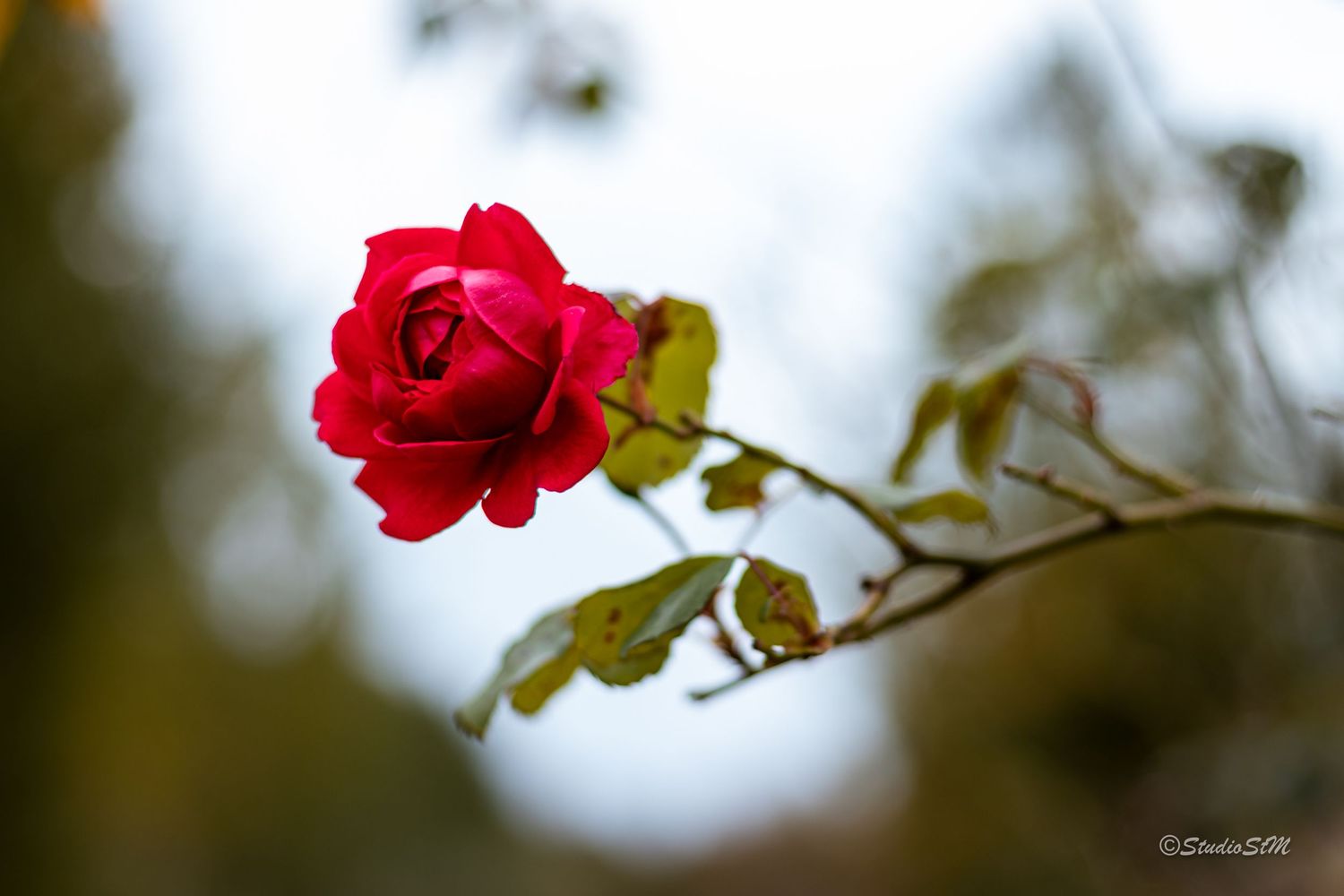 A vibrant red rose in full bloom on a thorny stem with green leaves against a soft bokeh background.