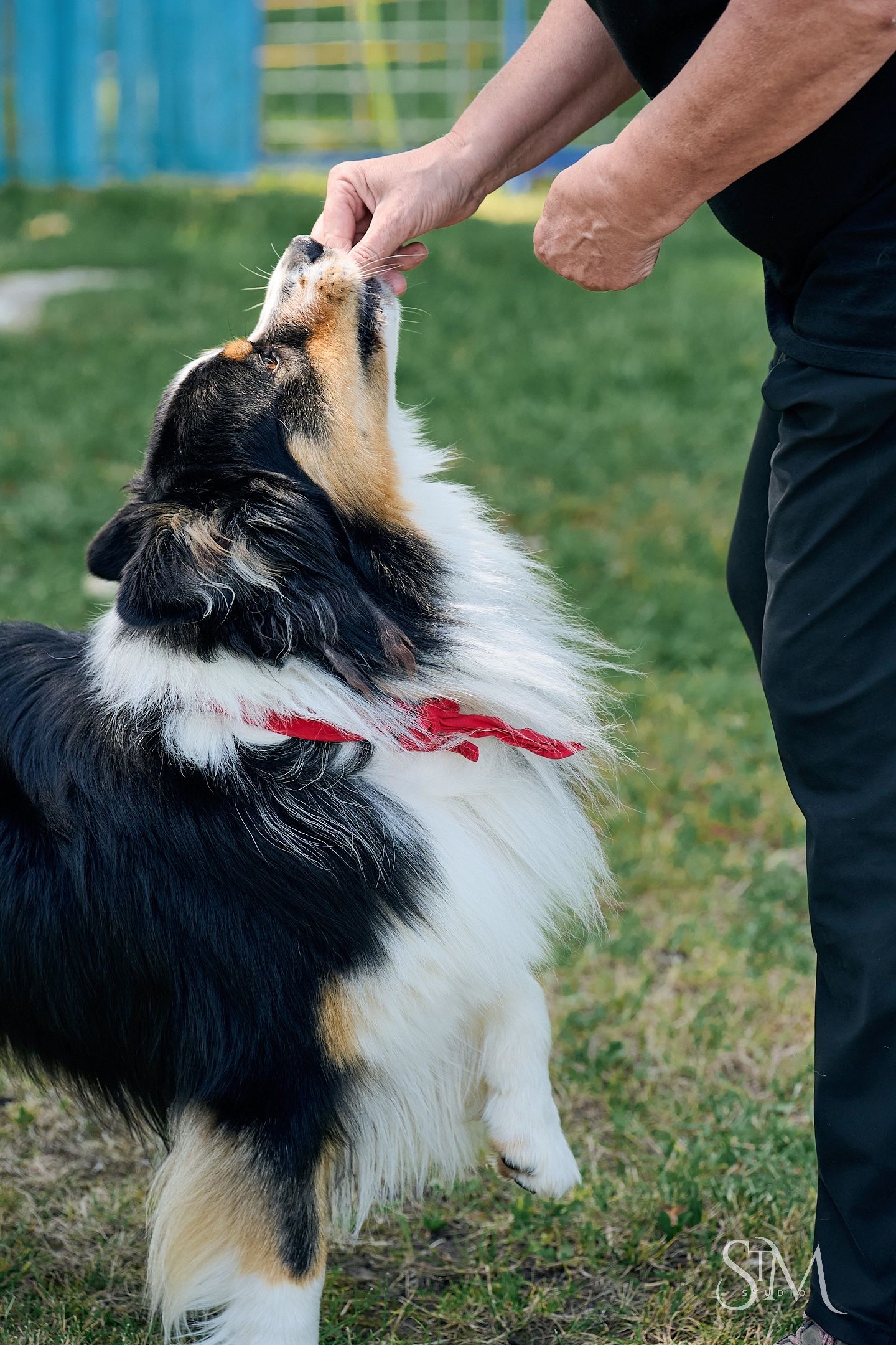 A tricolor Australian Shepherd with a red bow receives a treat from a trainer outdoors on green grass.