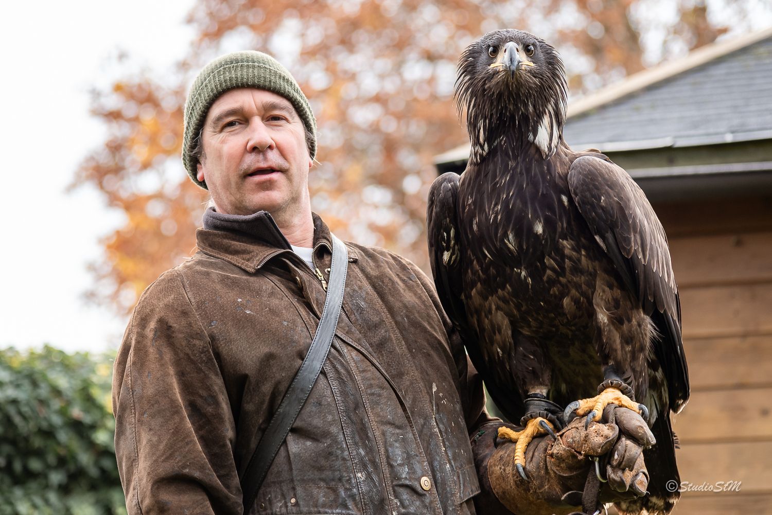Falconer holding a large eagle on gloved hand outdoors, wearing brown jacket and green hat.