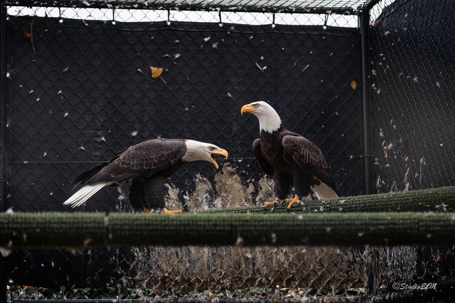 Two bald eagles perched on a green rail inside a wire enclosure, facing each other with water splashing around them.