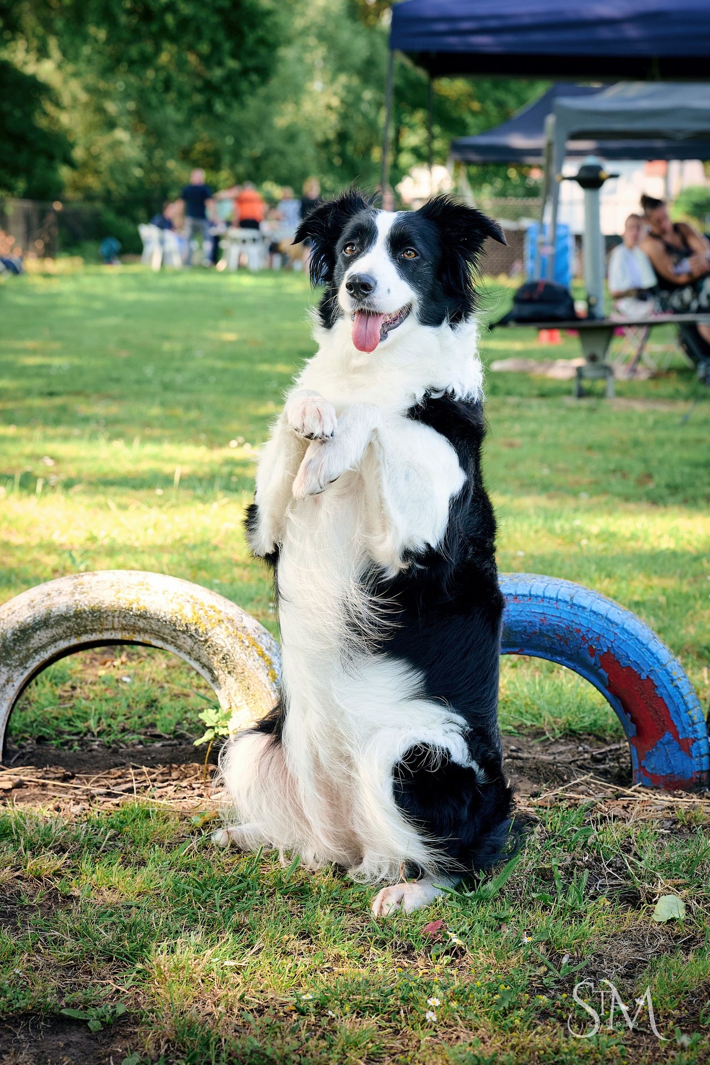 Black and white Border Collie sitting up on hind legs outdoors, tongue out, with colorful tires in background.