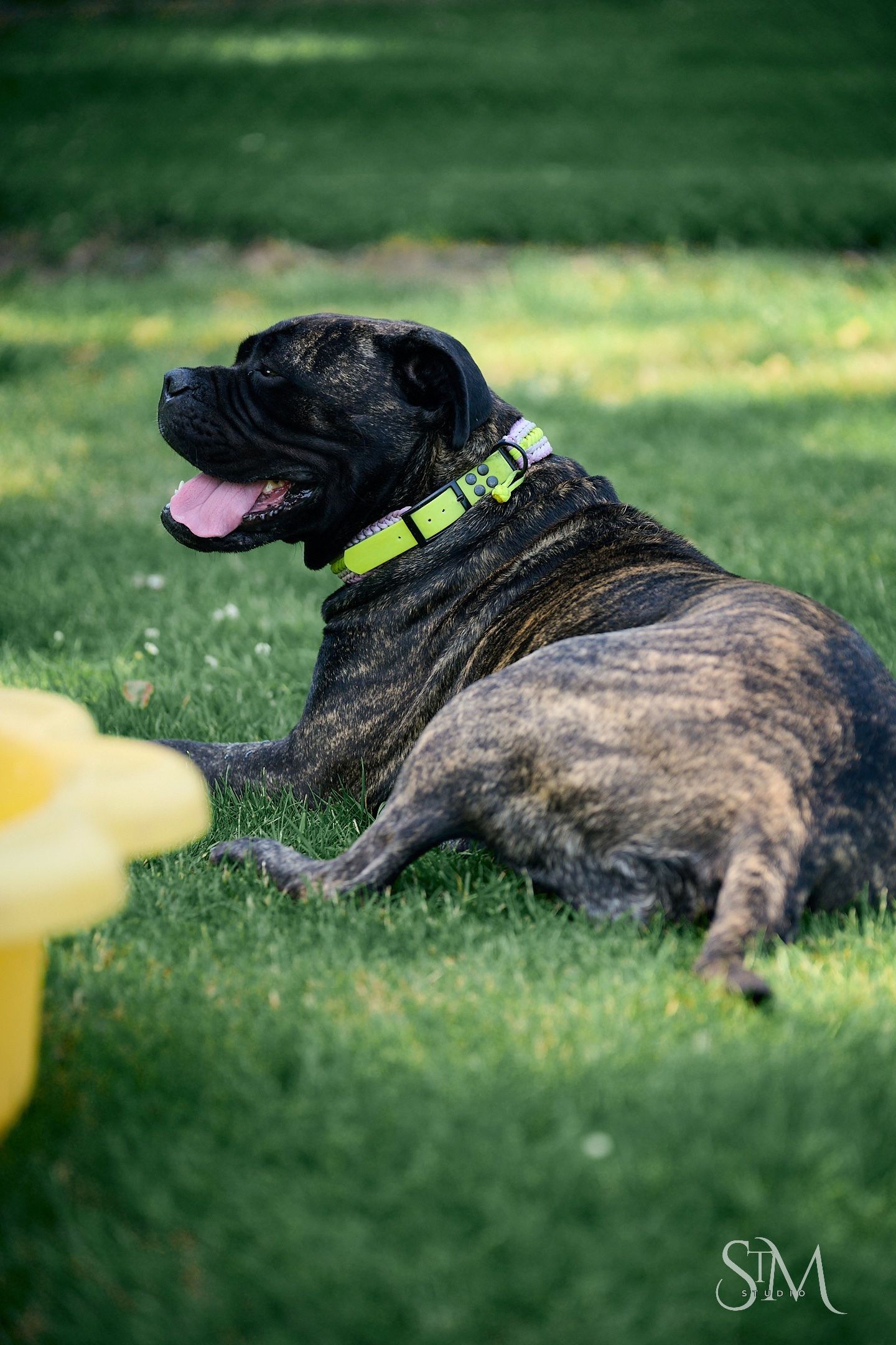 Brindle boxer dog lying on green grass with yellow toy, wearing neon green collar, panting happily outdoors.