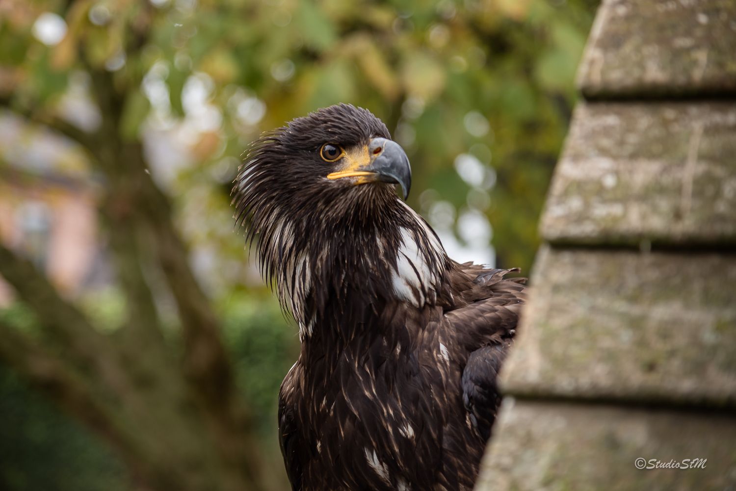 Young bald eagle with dark brown plumage and yellow beak perched near a stone pillar with green trees in background.