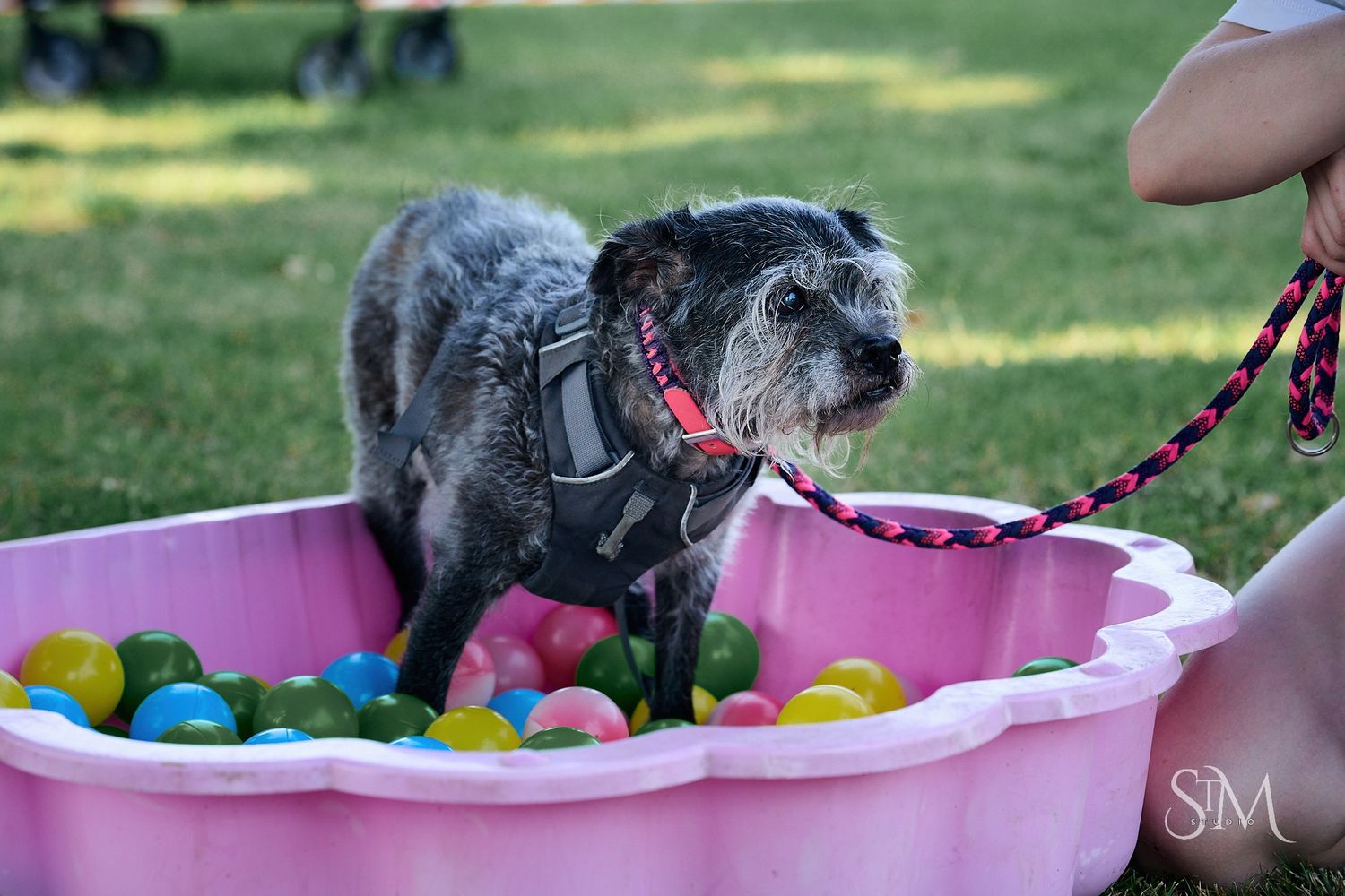 A small gray dog wearing a harness stands in a pink kiddie pool filled with colorful plastic balls on green grass.