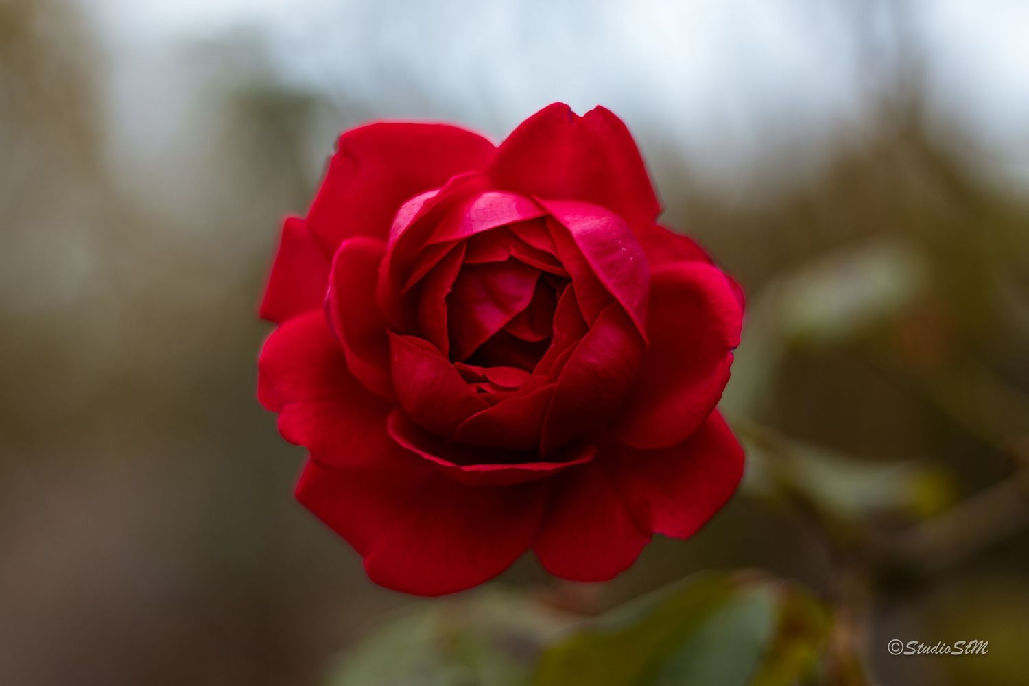 Close-up of a vibrant red rose in full bloom with lush petals against a soft blurred background.