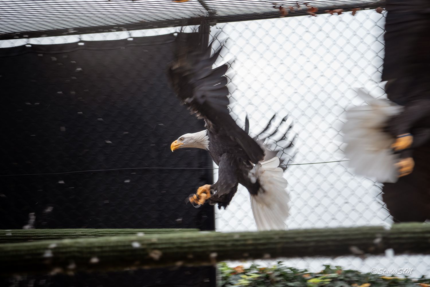 Bald eagle spreading wings inside a wire enclosure, captured mid-flight with feathers in motion.