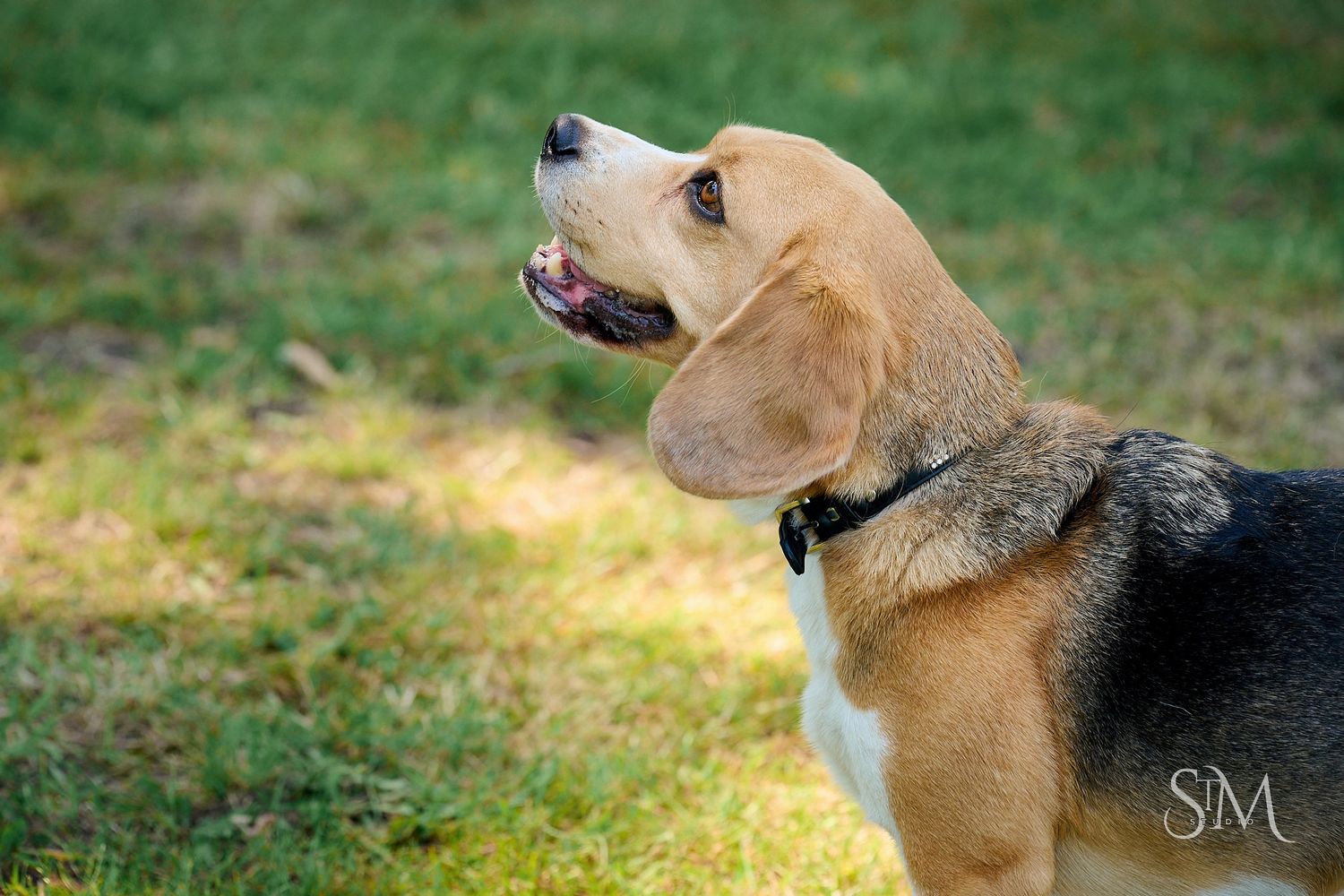 A beagle dog sitting on green grass, looking up with mouth open and tongue out, wearing a black collar.