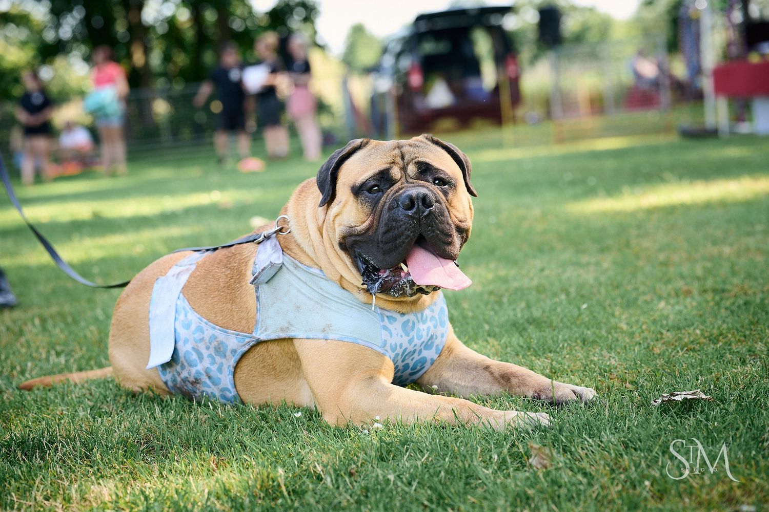 Large Mastiff dog wearing a blue harness lying on green grass at an outdoor event with tongue out.