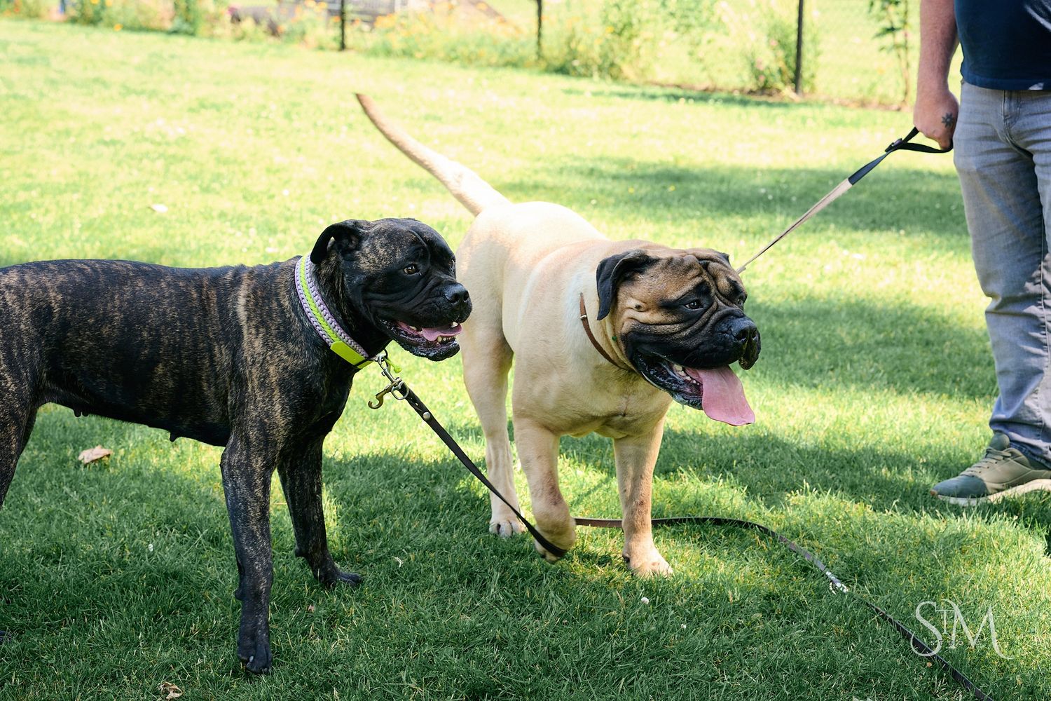 Two dogs on leashes, a brindle boxer and a fawn mastiff, standing on green grass with a person nearby.
