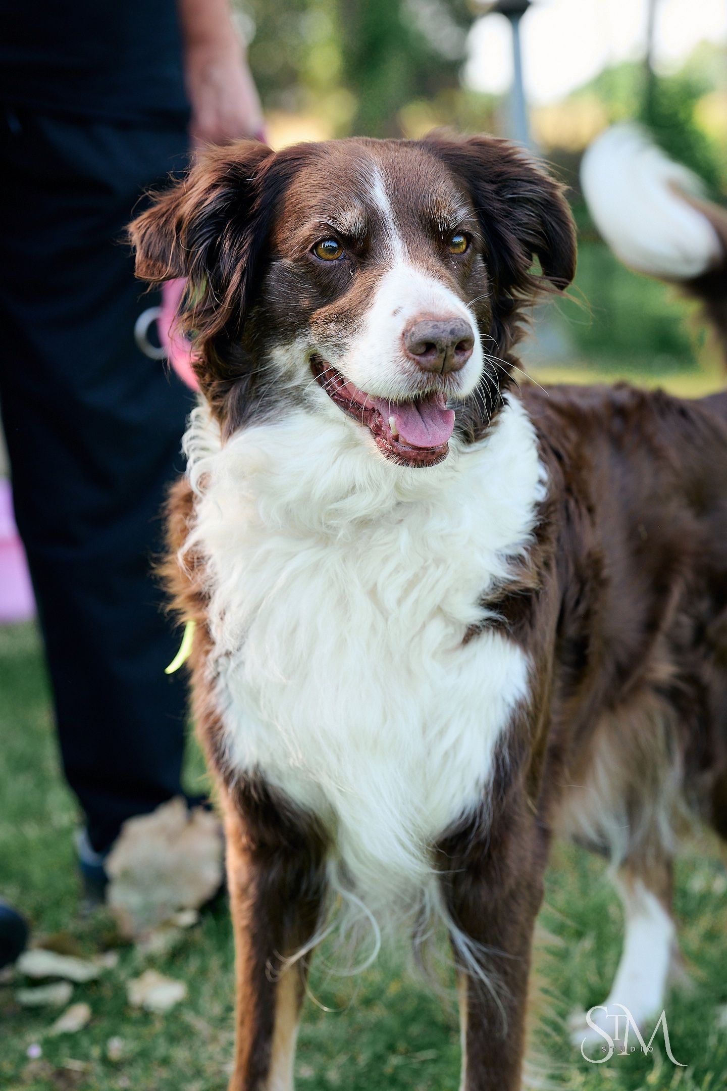 A happy brown and white Australian Shepherd dog stands outdoors with tongue out, showing heterochromia eyes.