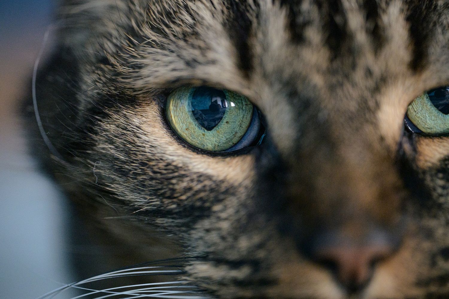 Close-up of a tabby cat with striking green eyes, showcasing detailed fur patterns and whiskers in sharp focus.