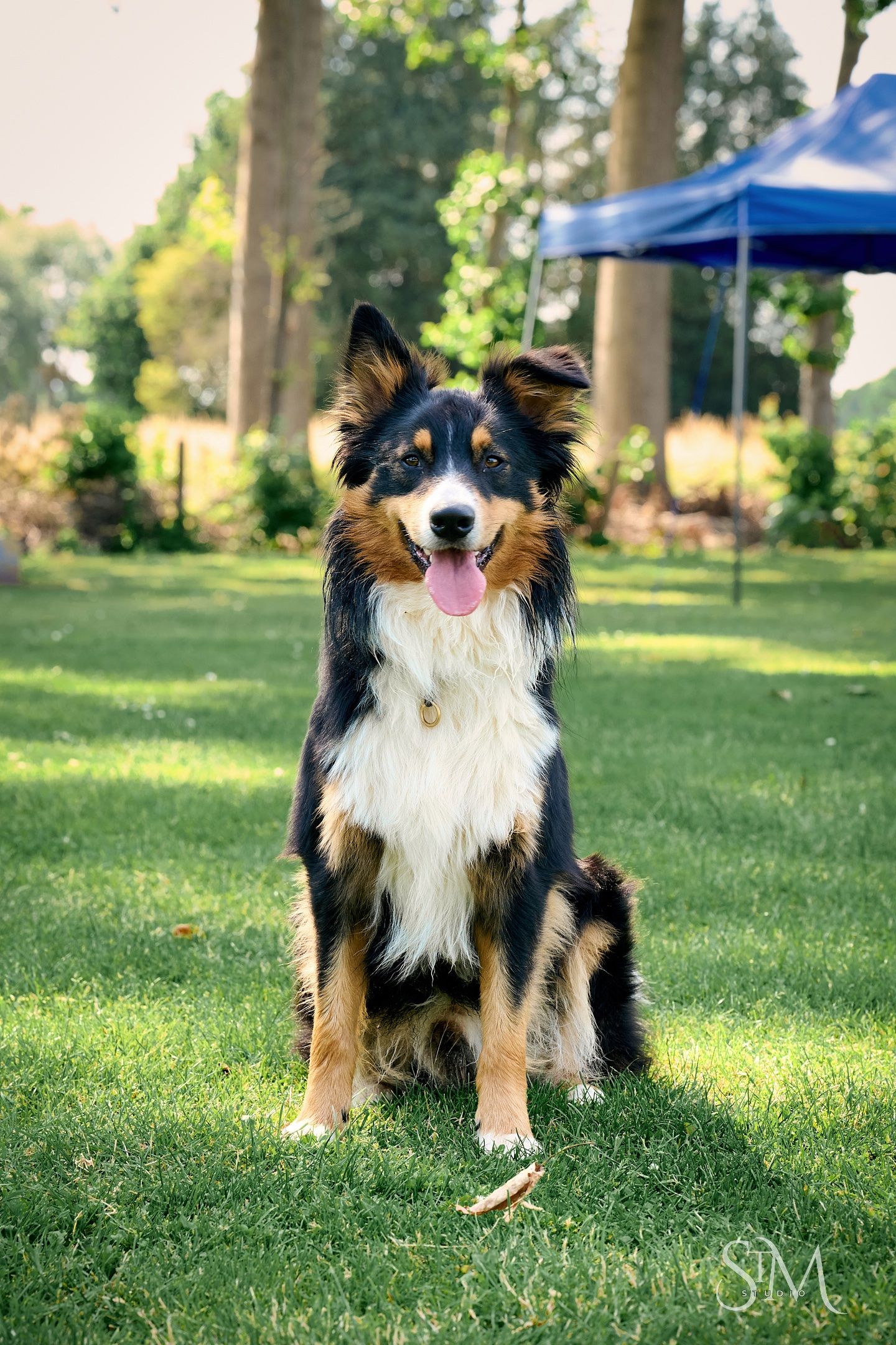 Tri-color Australian Shepherd dog sitting on green grass in a park, tongue out, with trees and blue canopy in background.