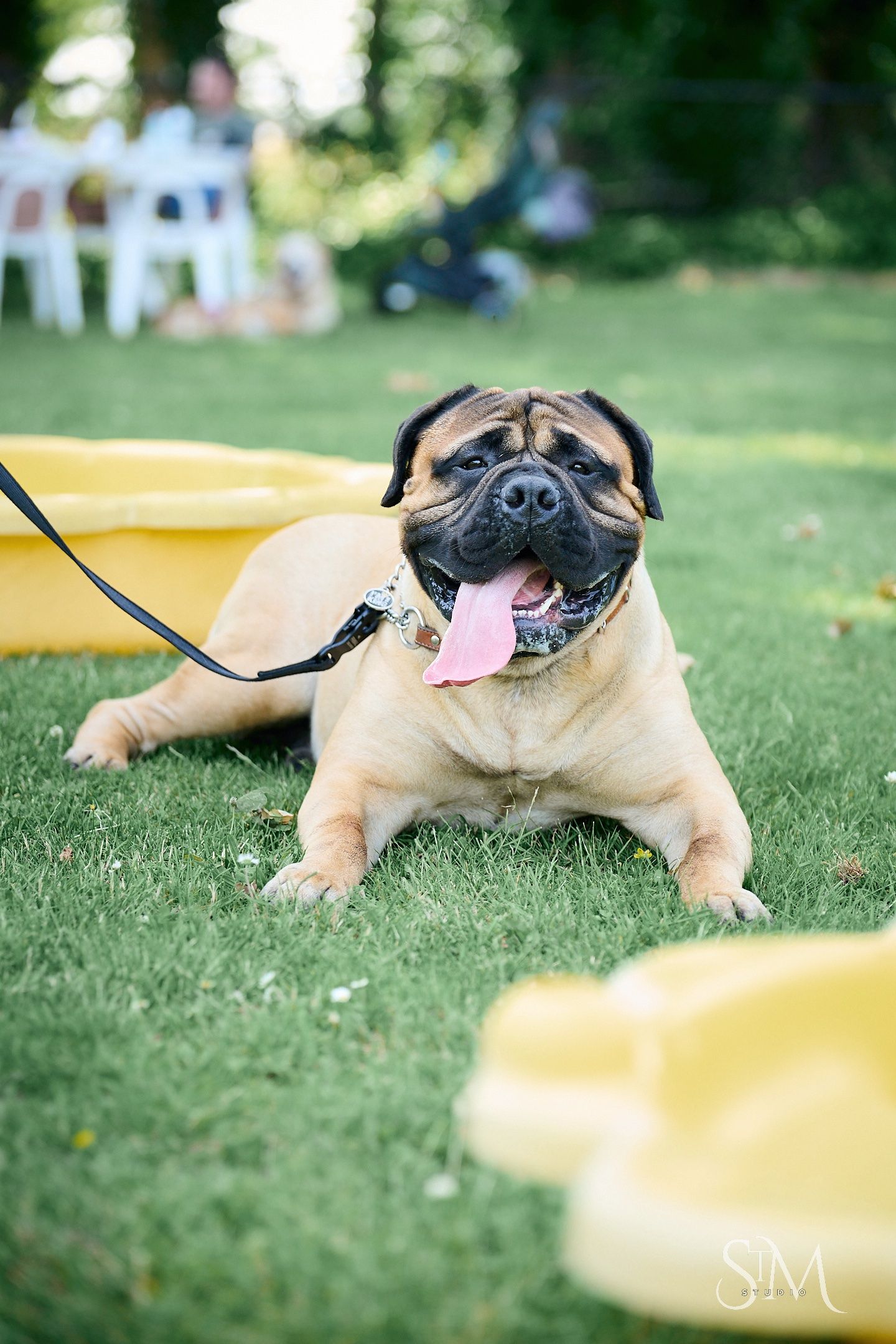 A large Bullmastiff dog lying on green grass with tongue out, on a leash near yellow pool toys.