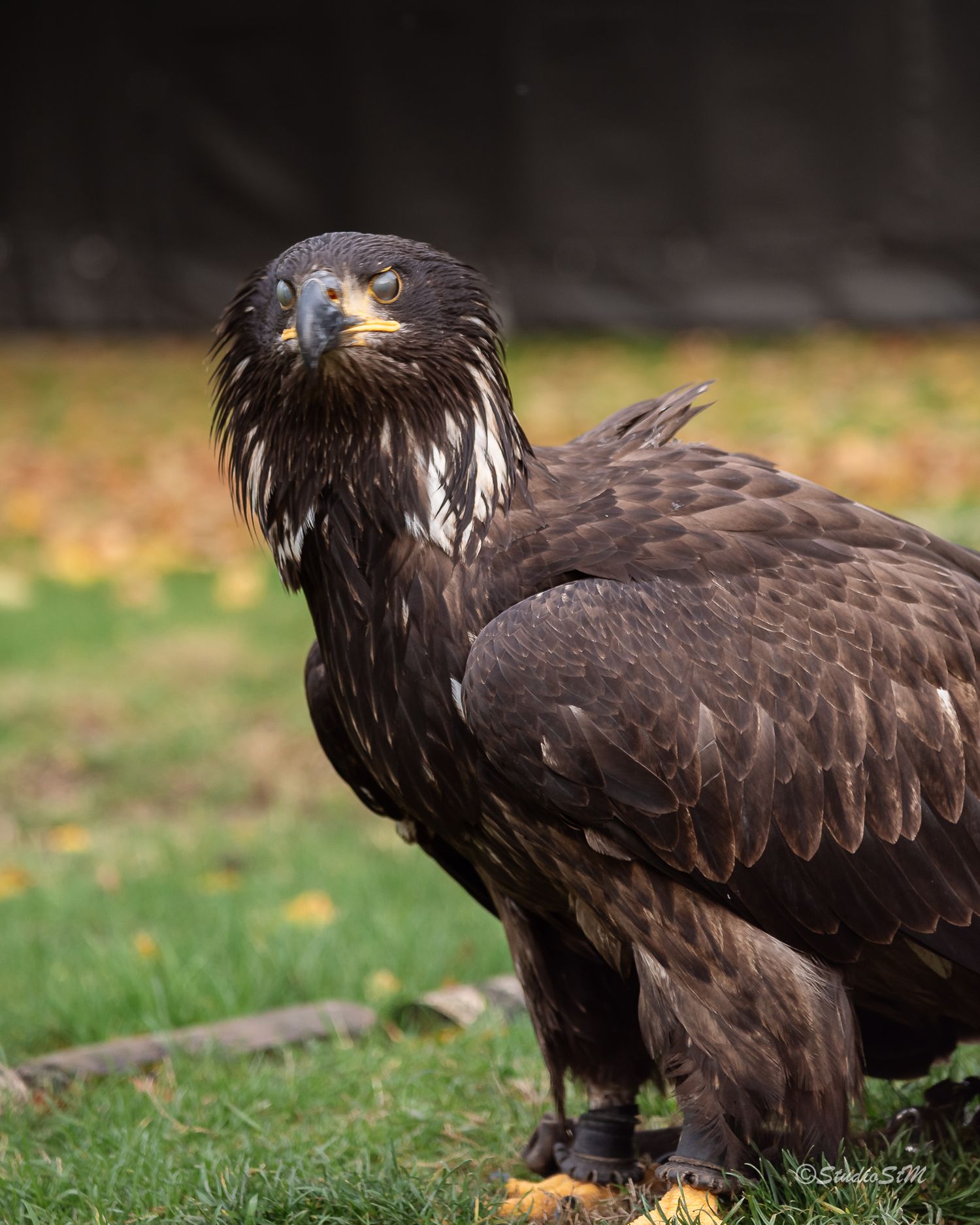 A young bald eagle with dark brown plumage stands on grass, gazing forward with intense yellow eyes.