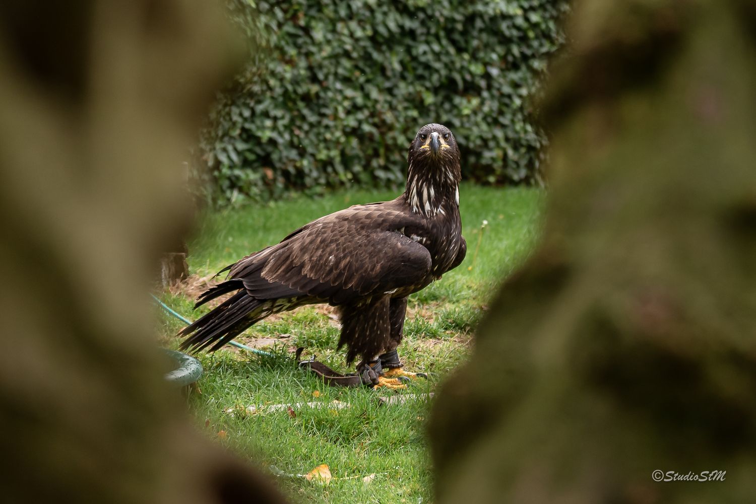 A large dark eagle stands on green grass, viewed through a gap between tree trunks in a natural outdoor setting.