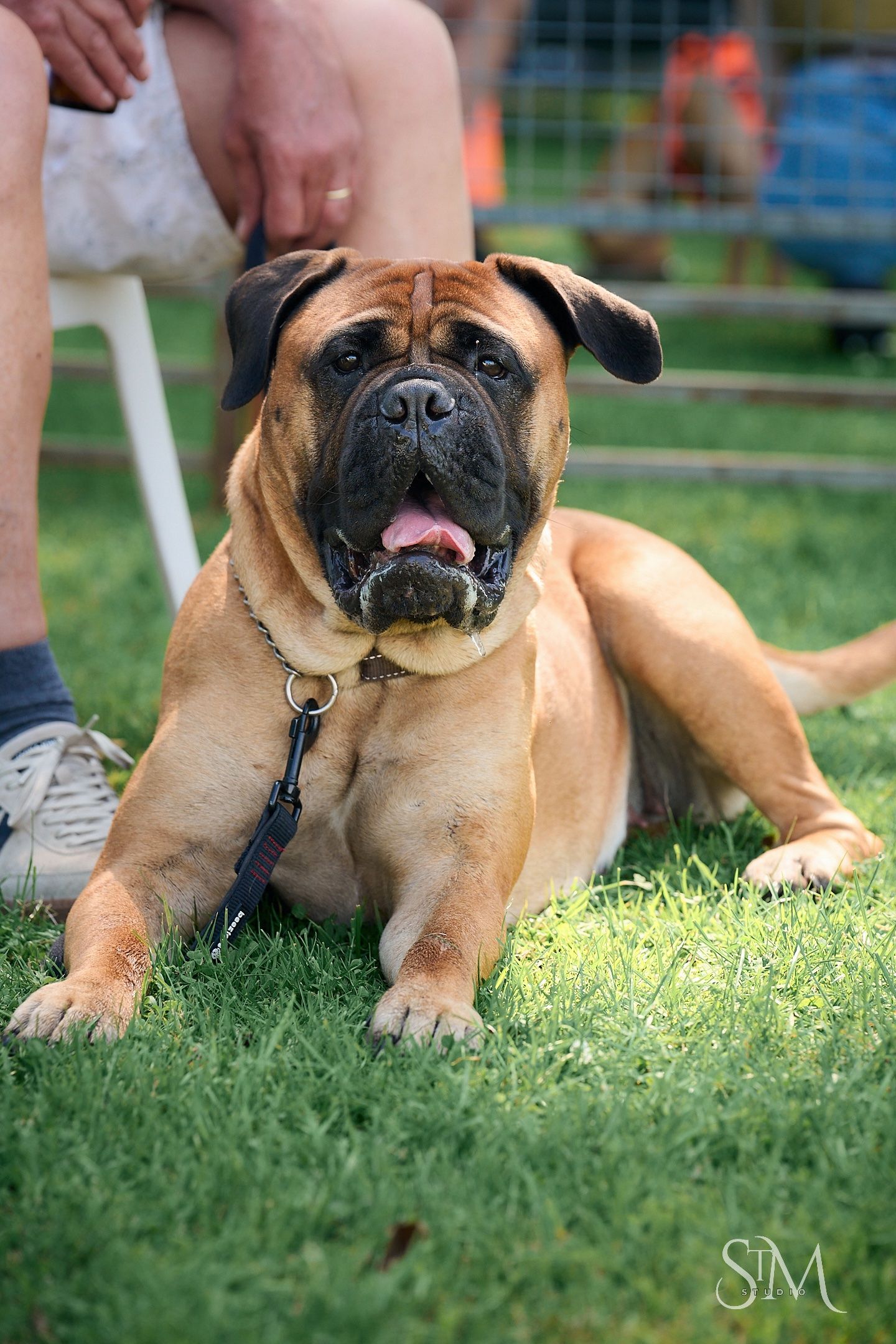A large tan Bullmastiff dog with a black muzzle lies on green grass, panting, wearing a harness leash.