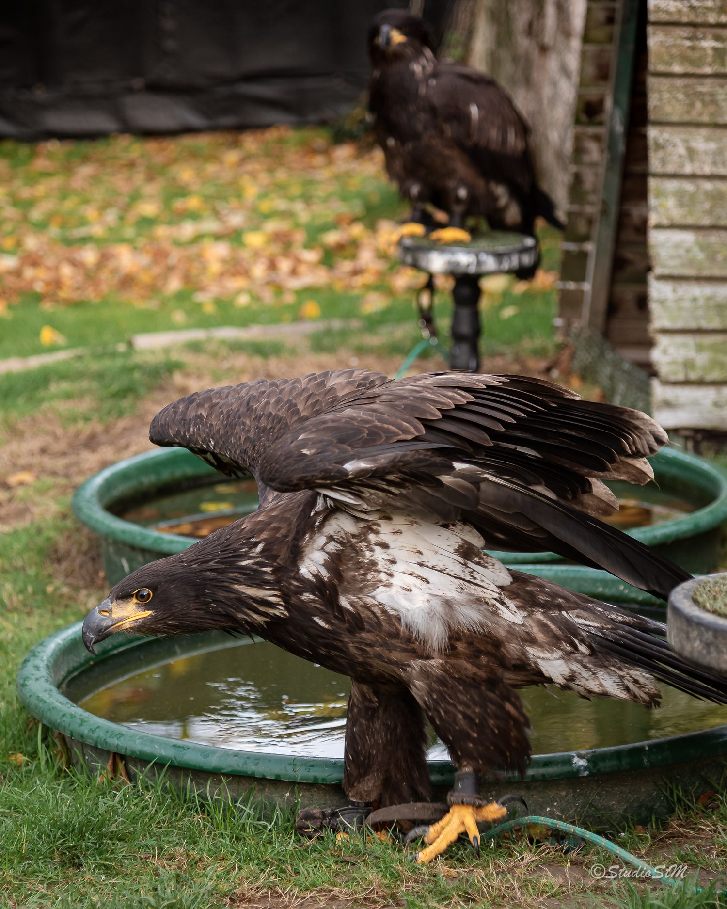 Two juvenile bald eagles perched on a green circular water trough in a grassy yard, with a third eagle on a perch behind.