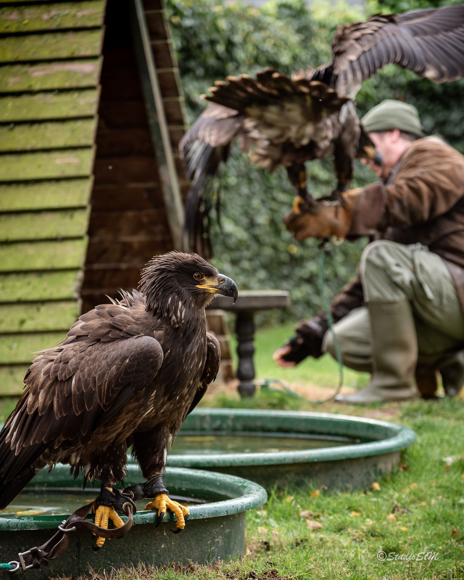 A falconer in green attire crouches with a bird of prey on his glove while a large eagle perches on a green tub outdoors.