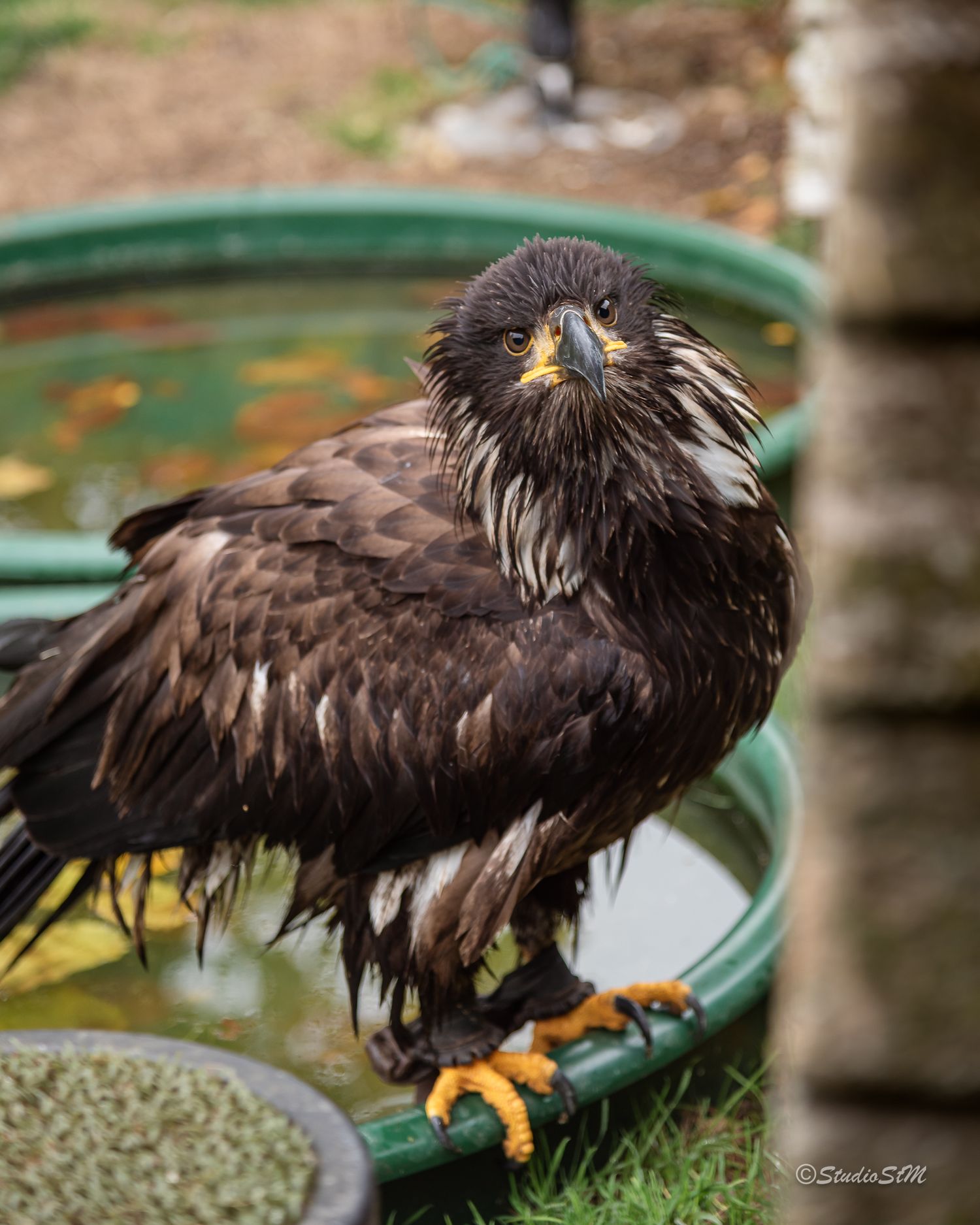 A wet juvenile bald eagle perched on a green basin outdoors, displaying dark brown plumage and yellow talons.