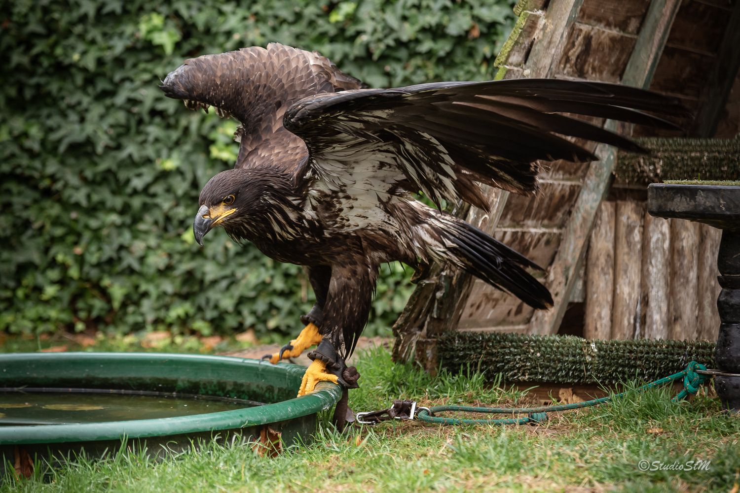 A large dark eagle with spread wings standing on grass near a green hose and wooden shed with ivy backdrop.