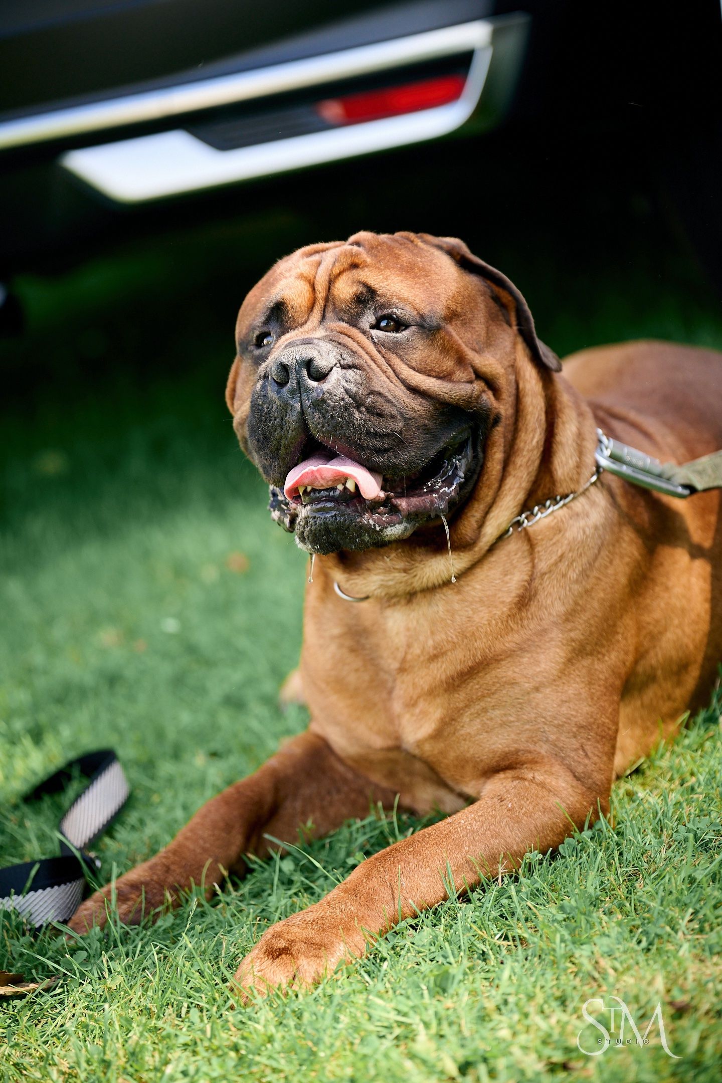 A large Dogue de Bordeaux dog lying on green grass, wearing a chain collar, with a car visible in the background.