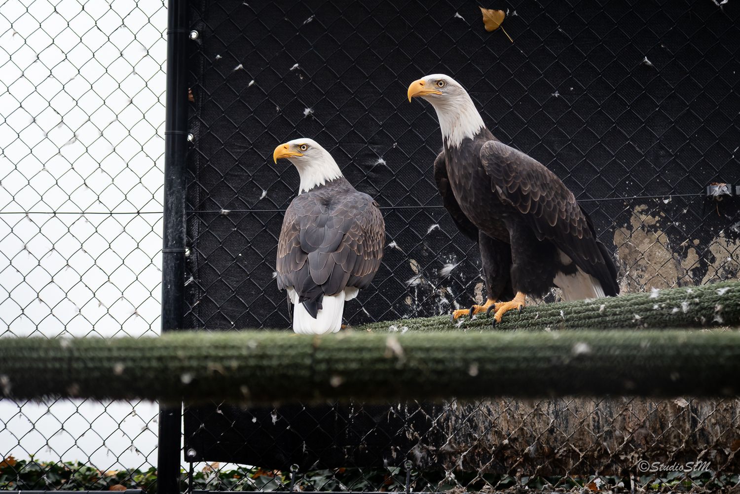 Two bald eagles perched on a green surface inside a chain-link enclosure, with snow falling around them.