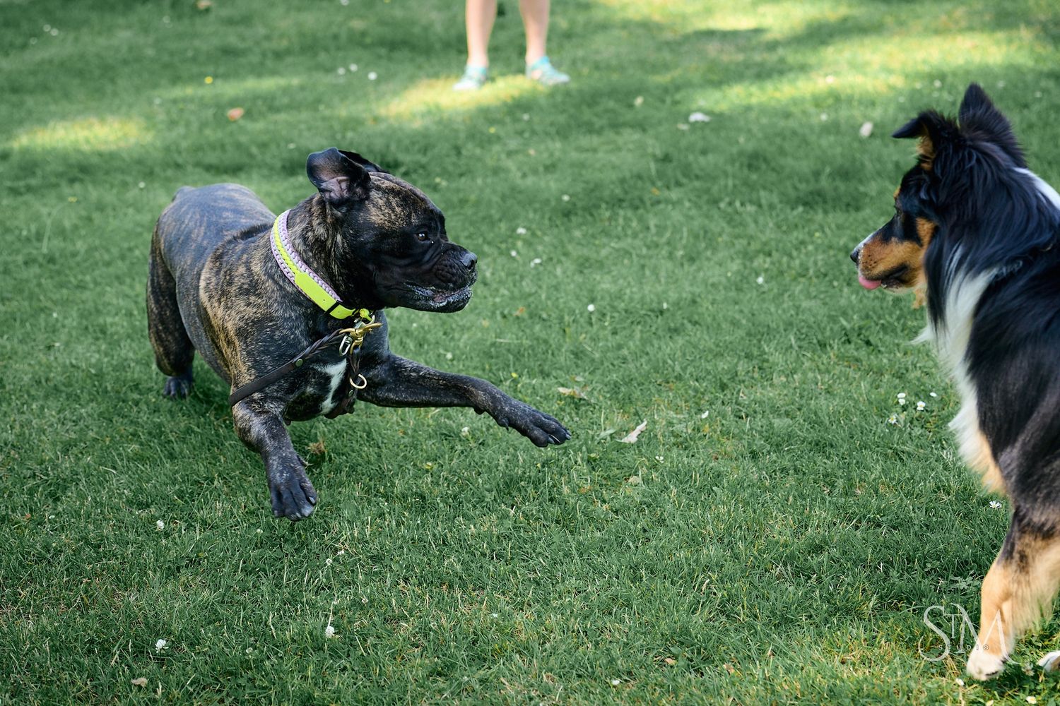 A brindle Boxer and a Collie mix playing together on green grass at a dog park.