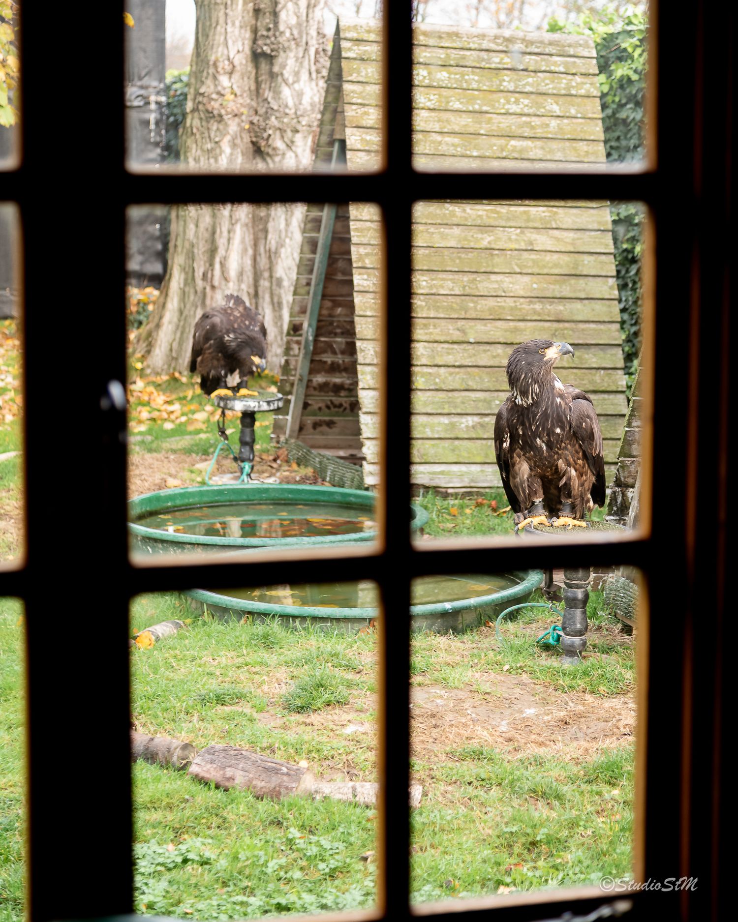 Two large birds of prey perched in a garden enclosure, viewed through a window frame on a cloudy day.