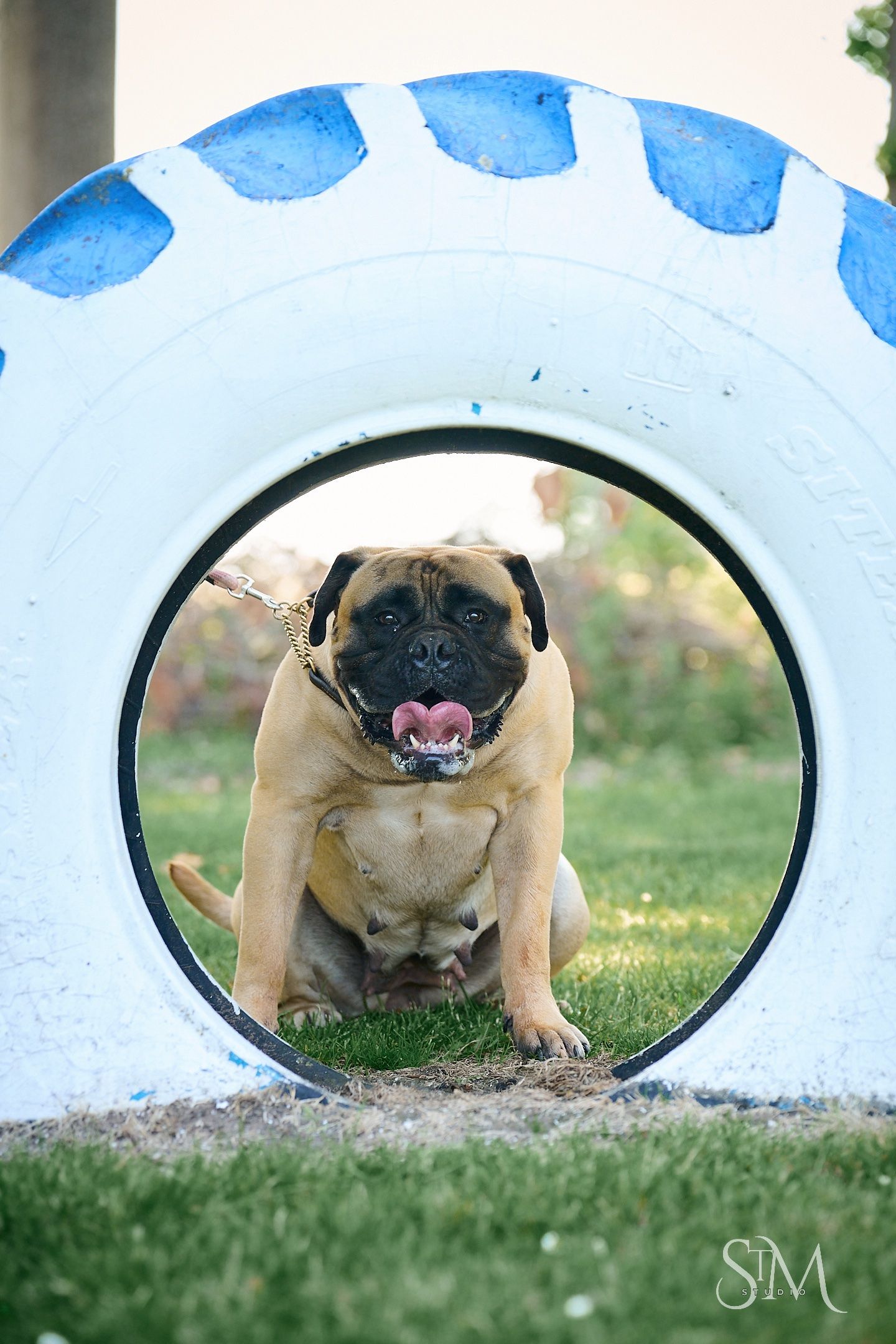 A large Bullmastiff dog sits inside a painted white and blue tire on green grass, tongue out.