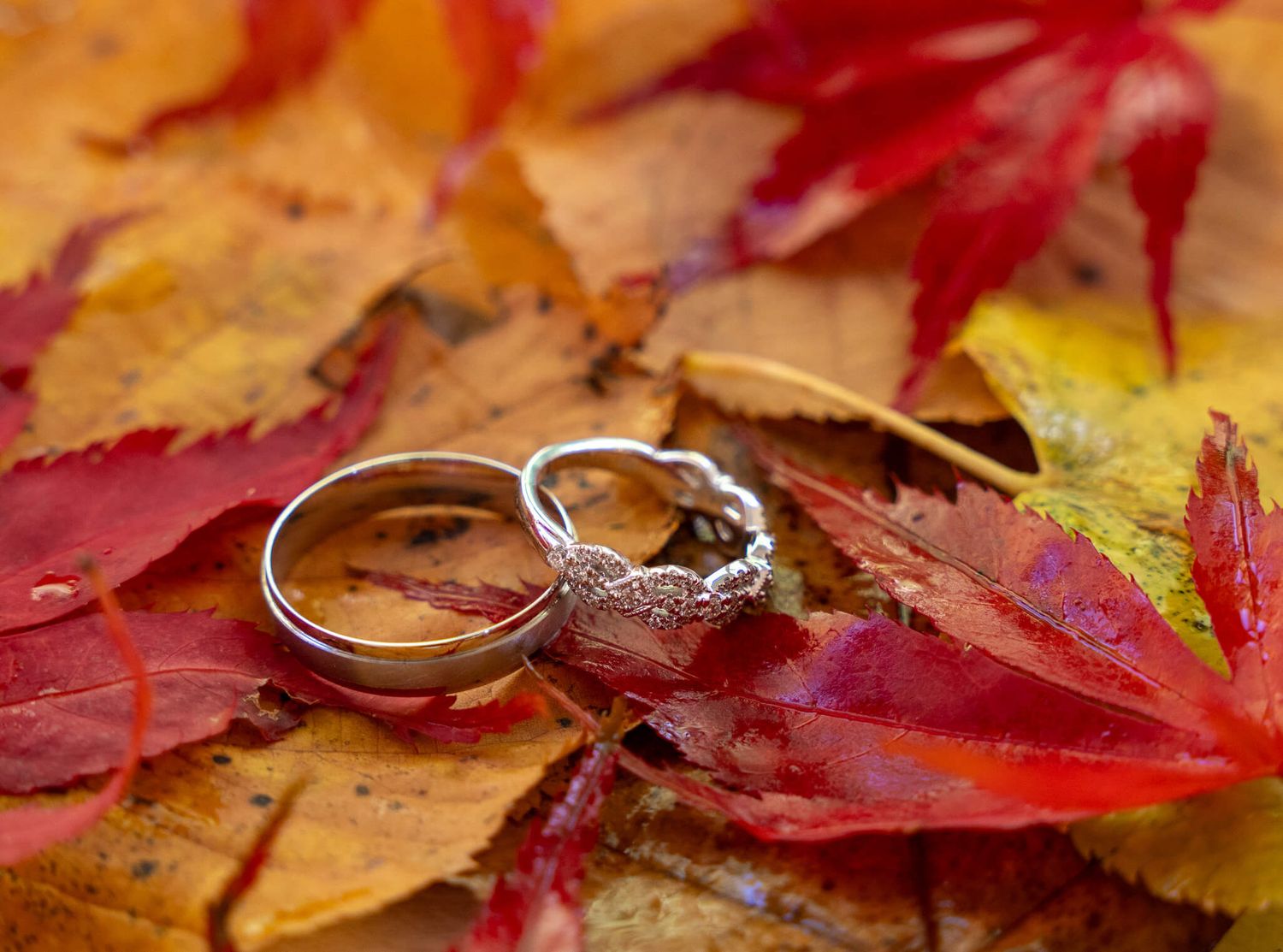 Two wedding rings, one plain band and one with diamond accents, rest on colorful red and golden autumn maple leaves.