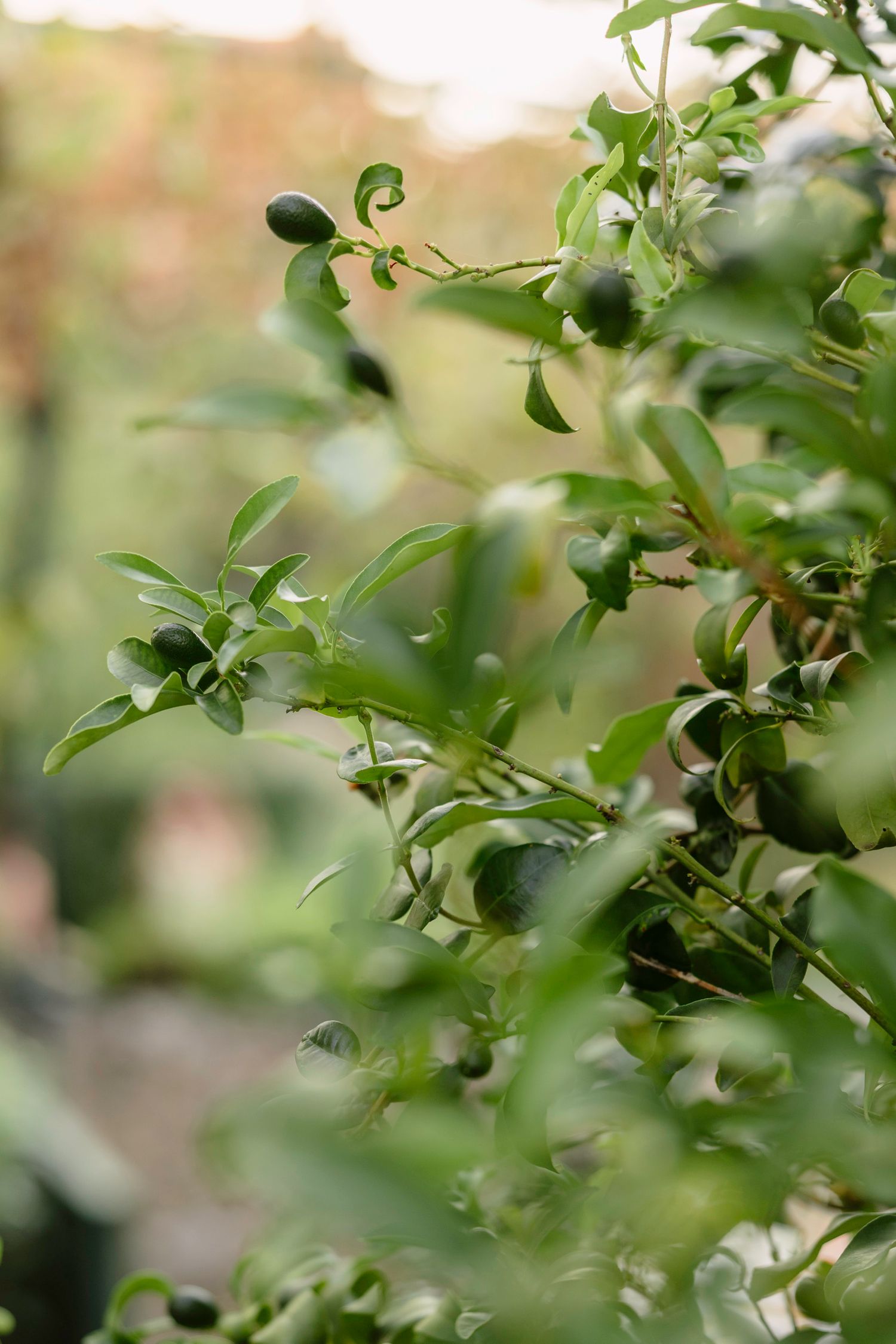 Soft focus green leaves and branches creating natural bokeh effect. Hvar, Croatia