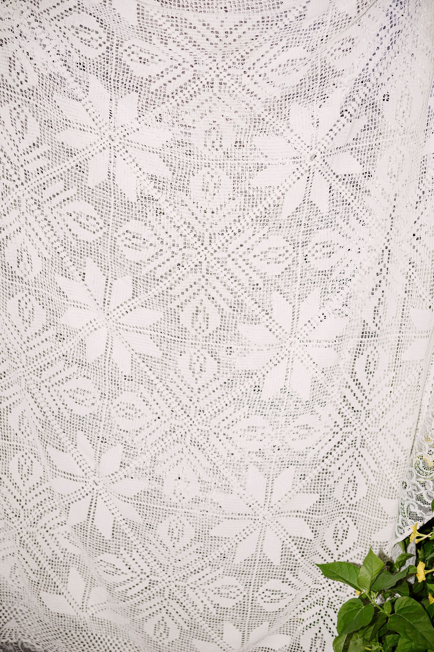 White lace curtain with delicate floral pattern and green plant visible in corner.