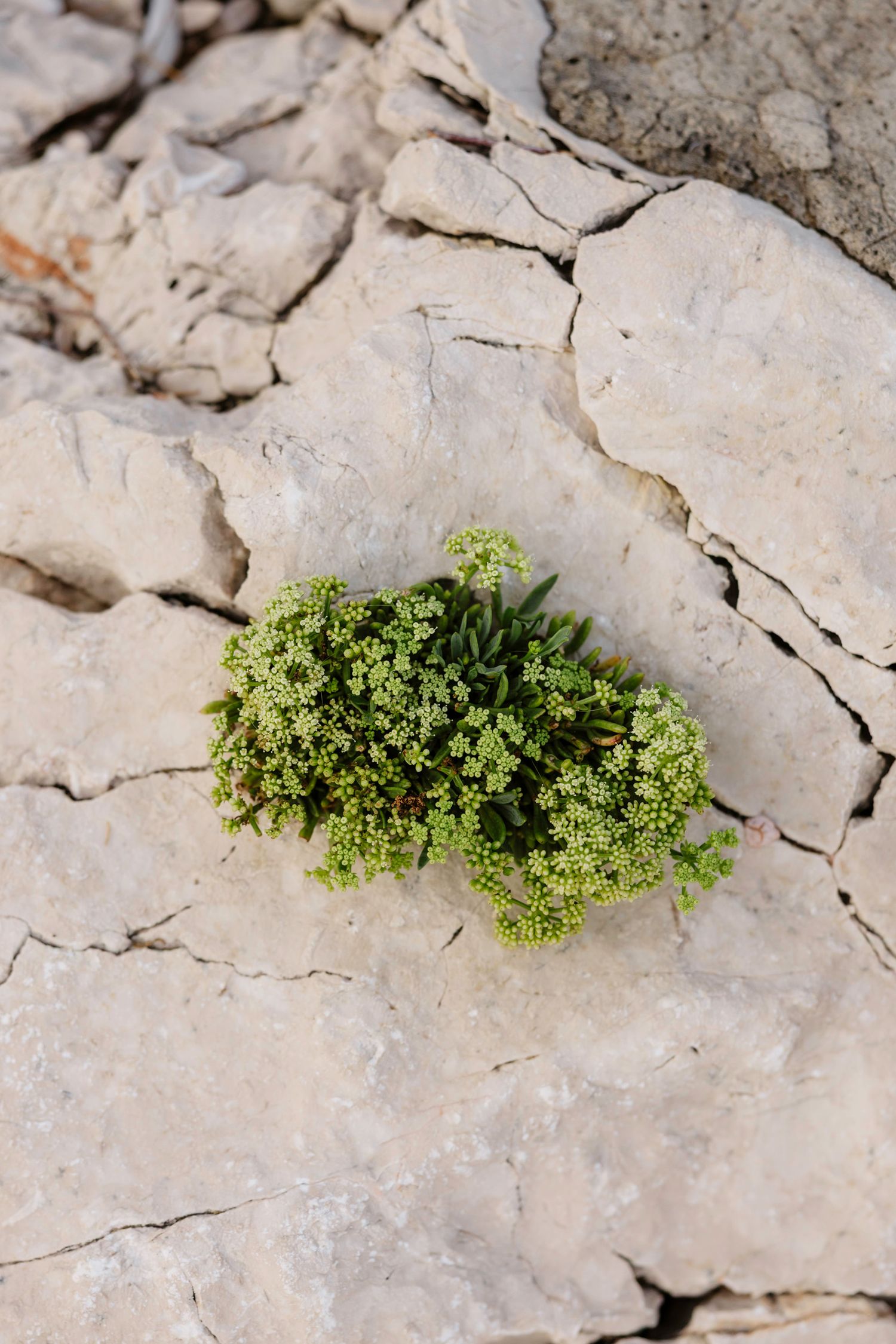 Small green succulent plants growing between cracks in limestone rocks.