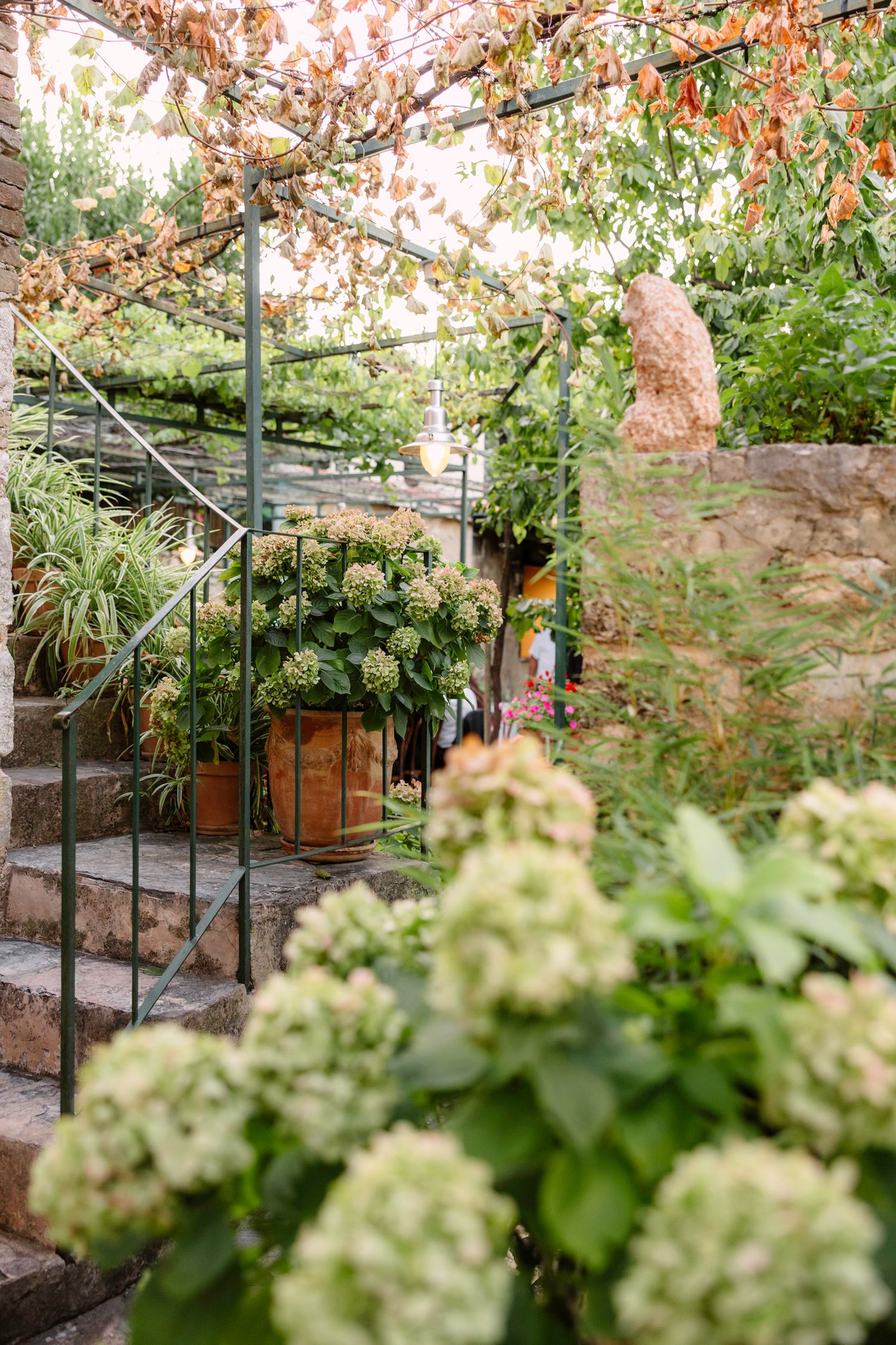 Garden setting with pink blossoms and white hydrangeas against a stone wall backdrop. Hvar, Croatia