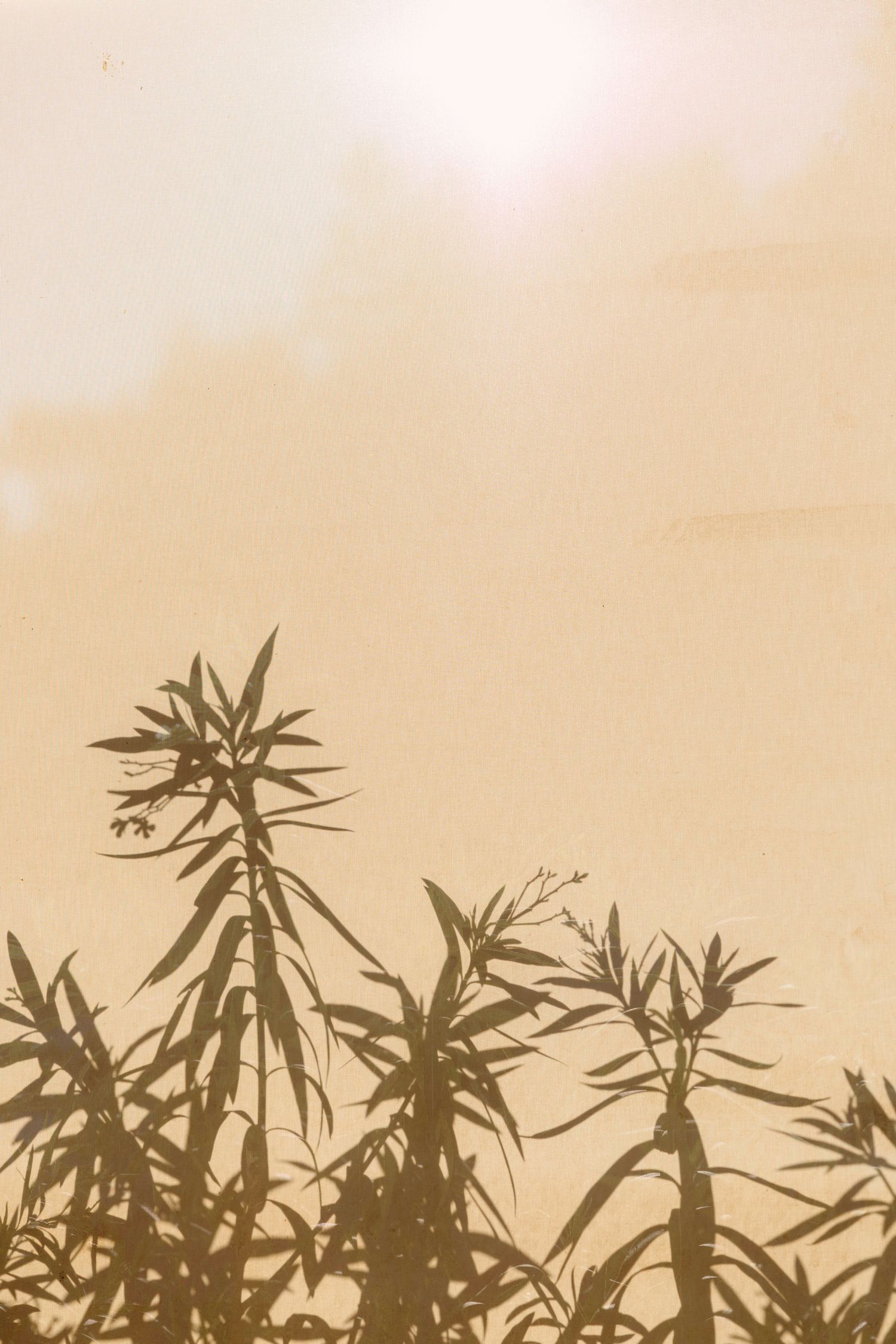 Silhouettes of cannabis plants against a light beige sky background.